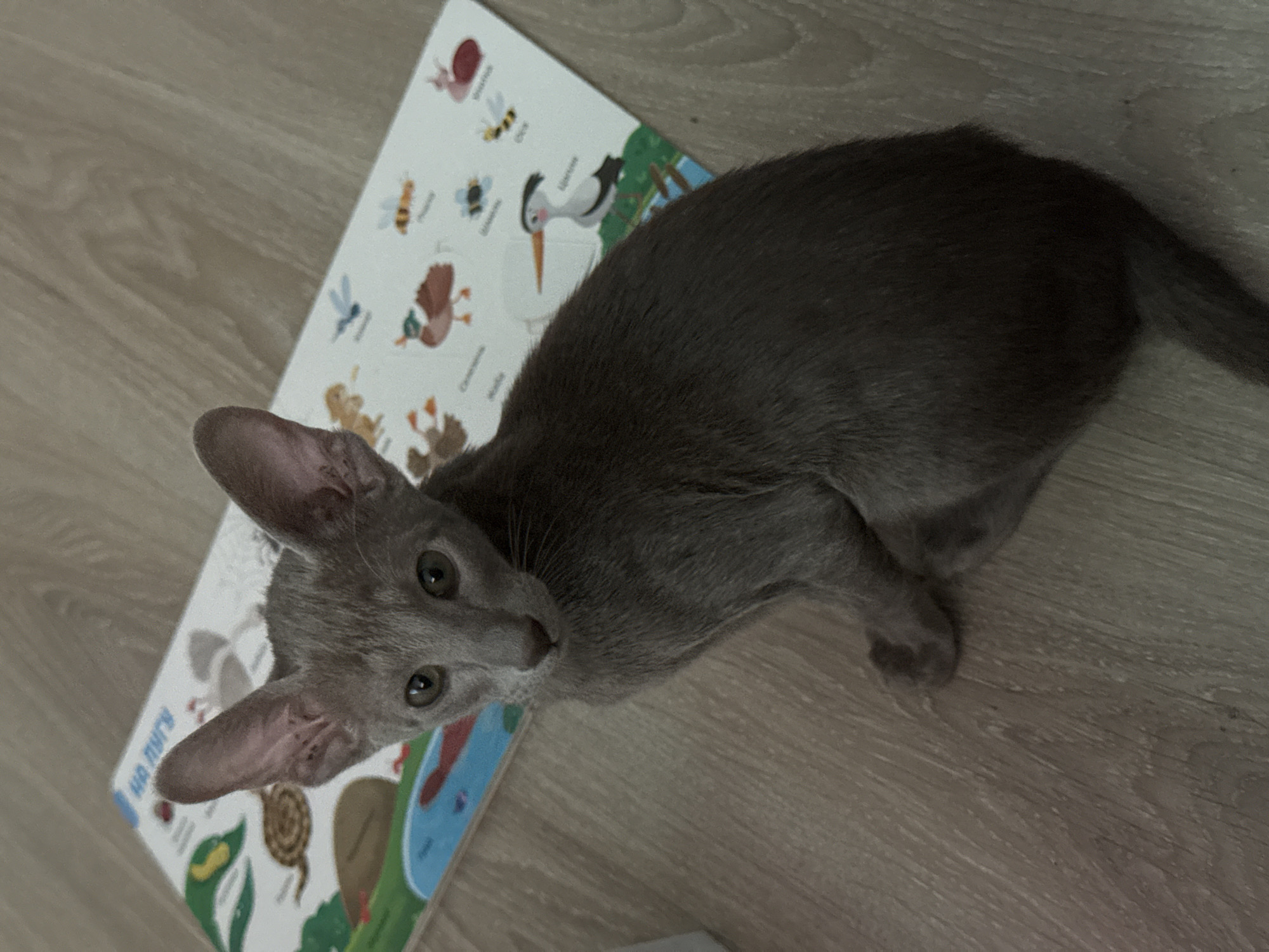 The image shows a grey cat lying on a wooden floor next to an open children's book. The cat, which appears to be young, has large ears and wide, curious green eyes. Its fur is a uniform grey color. The book has colorful illustrations of various animals and insects, including a duck, bees, a snail, a bird, and a snake. Some text is visible on the book in Cyrillic letters, suggesting it might be in Russian. The lighting in the image is dim, indicating it might be indoors and possibly evening or a cloudy day. The overall scene is domestic and appears to be set in a home. There are no people visible in the image. The cat seems relaxed and is looking up at the camera. The wooden floor is light brown with a visible grain pattern. The image composition is from a high angle, looking down at the cat and the book.