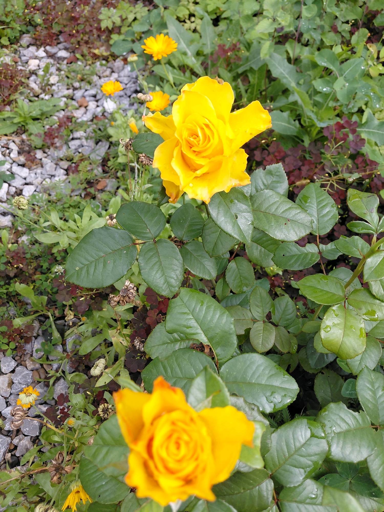 A close-up, vertical shot captures two yellow roses in a garden setting. The upper rose, in sharp focus, displays a tightly spiraled bloom with lush green leaves and water droplets. Below it, another yellow rose is out of focus, its petals and leaves also glistening with moisture. The background is a mix of greenery, some small yellow flowers, and grey gravel. The scene is likely in Malinovka, Russia, a location known for its natural beauty and gardens.
