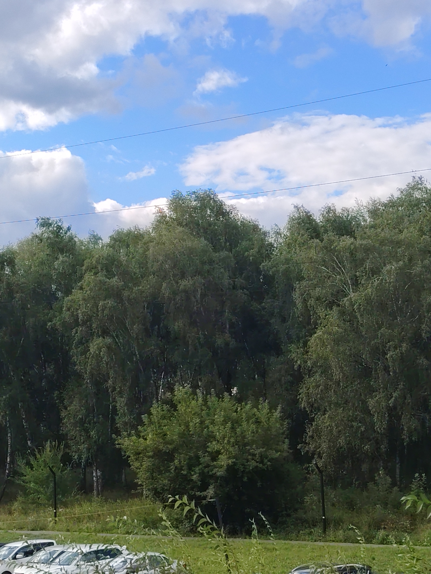 The image depicts a lush green forest bordering a grassy area with several cars parked in the foreground. The sky above is a vibrant blue, dotted with fluffy white clouds. A few power lines are visible, strung across the sky. In the distance, the trees appear dense and varied, suggesting a mixed forest with deciduous species, possibly birch, given the characteristic white bark visible on some of the trees. The cars are modern sedans, mostly white and silver, parked in a row on a paved surface. The grass is well-maintained, indicating a public or residential area. The overall impression is one of a natural landscape integrated with urban infrastructure. The provided context suggests this scene is located in Kemerovo, Russia.