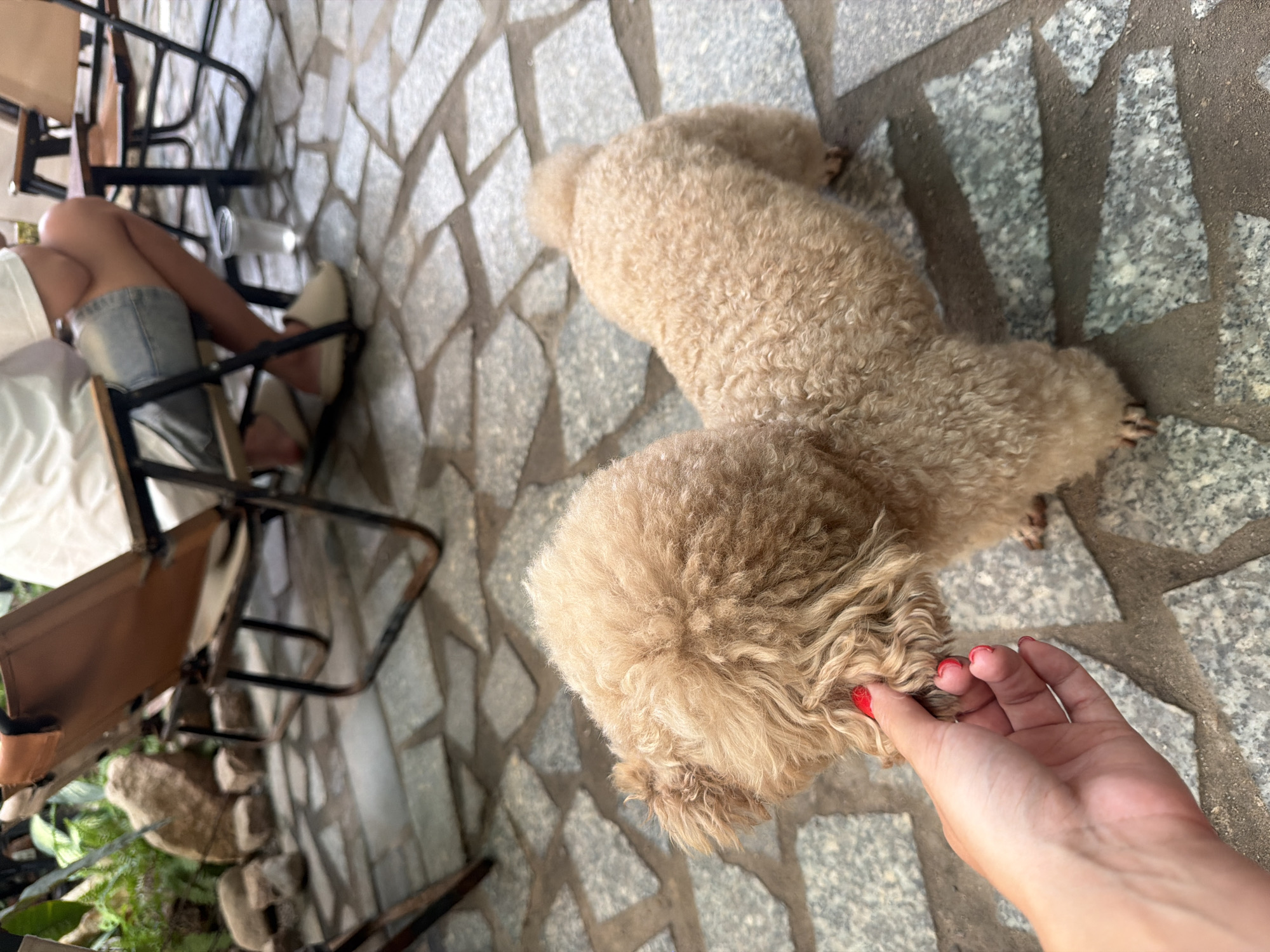 In a Bac Nha Trang Ward, Vietnam, cafe, a light brown poodle stands on a stone patio. The dog's fur is curly and it has a fluffy tail. A person's hand with bright red nail polish is gently touching the dog's paw. In the background, there are several chairs and a person sitting down, wearing denim shorts and a white t-shirt. Lush greenery and large rocks are also visible, suggesting an outdoor dining area.