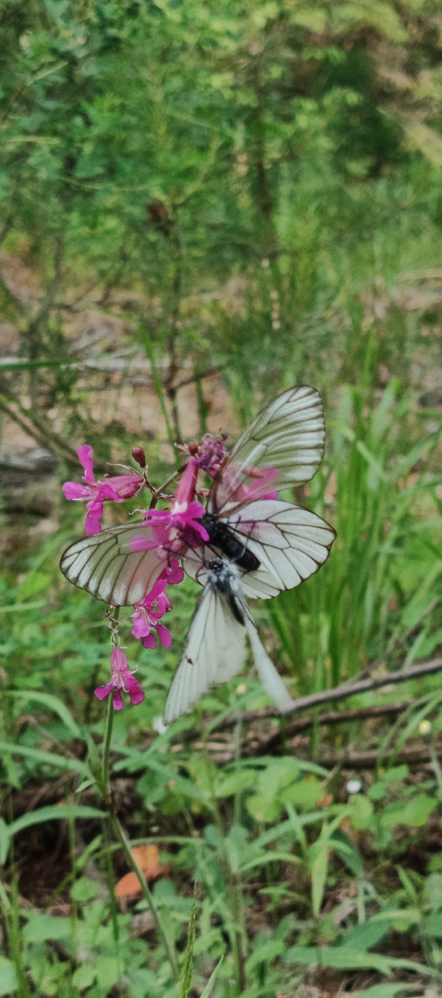 Two white butterflies are perched on a cluster of small pink flowers. One butterfly, on top, has its wings spread and shows black markings along the edges and veins. Its body is black. The second butterfly, below the first, has its wings slightly folded, and is mostly white with some faint grey markings. The butterflies appear to be interacting. The flowers are delicate with five petals each. They are growing on a thin stem. The background is blurred, showing green foliage and hints of brown earth, suggesting an outdoor, natural environment, likely a forest or garden setting in Garevaya, Russia.