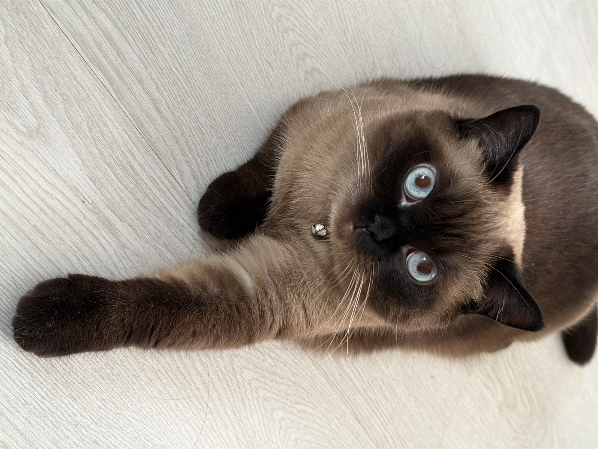 A Seal Point cat is captured in a high-angle, close-up shot, lying stretched out on a light-colored wooden floor. The cat displays characteristic markings with dark brown fur on its face, ears, paws, and tail, contrasting with its lighter beige-cream body fur. Its prominent, bright blue eyes are wide and focused directly upwards at the viewer, giving an impression of curiosity and engagement. Long, white whiskers fan out from its muzzle. A small, metallic charm, possibly a bell or tag, is visible on its collar around its neck. One of its front paws is extended forward on the floor. The floor itself is made of light wood or laminate, showing a distinct diagonal grain pattern. The lighting is bright and even, indicative of an indoor setting during the daytime. There is no visible text in the image.