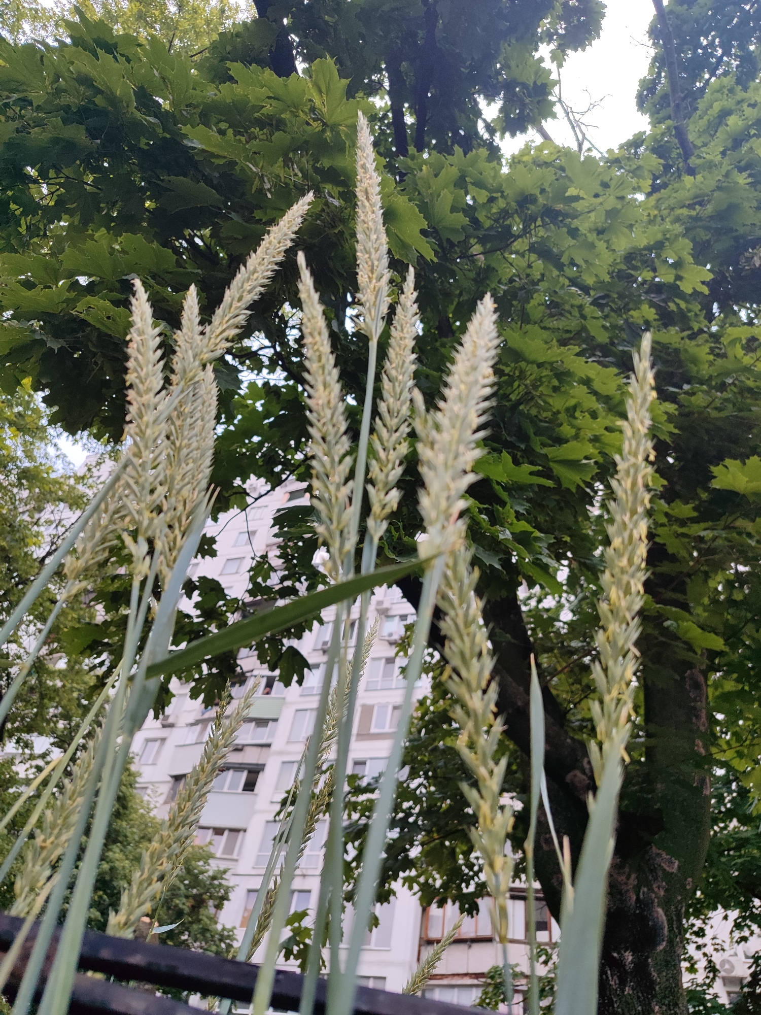 The image provides a low-angle perspective looking upwards through a cluster of ripening cereal grain stalks, likely wheat, with prominent seed heads in the foreground. The stalks are light green with hints of yellow. In the midground, a large tree with dark green, lobed leaves, characteristic of a maple, occupies the right side, revealing a textured dark bark trunk. To the left and center, a multi-story residential building with a light-colored facade, numerous rectangular windows, and balconies is partially visible. The sky is overcast and bright. A dark, horizontal bar, possibly a fence or railing, is present at the very bottom of the frame. The scene is situated in the city of Kyiv, Ukraine. No human figures are present.