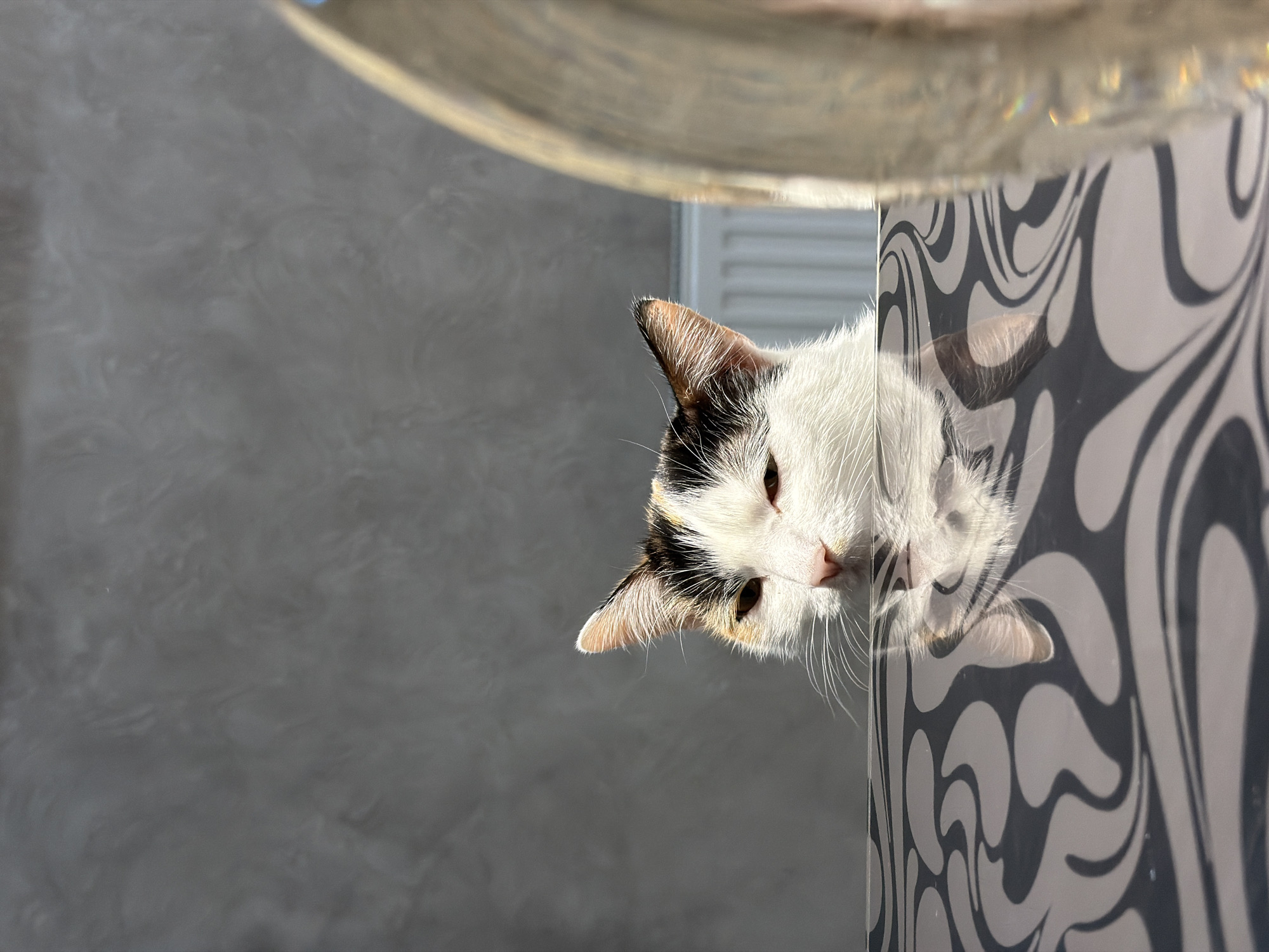 A cat with white, black, and tan fur is peeking over the edge of an object with a black and white wavy pattern. The background is a gray textured wall. The location is potentially Rossiyskiy, Russia.