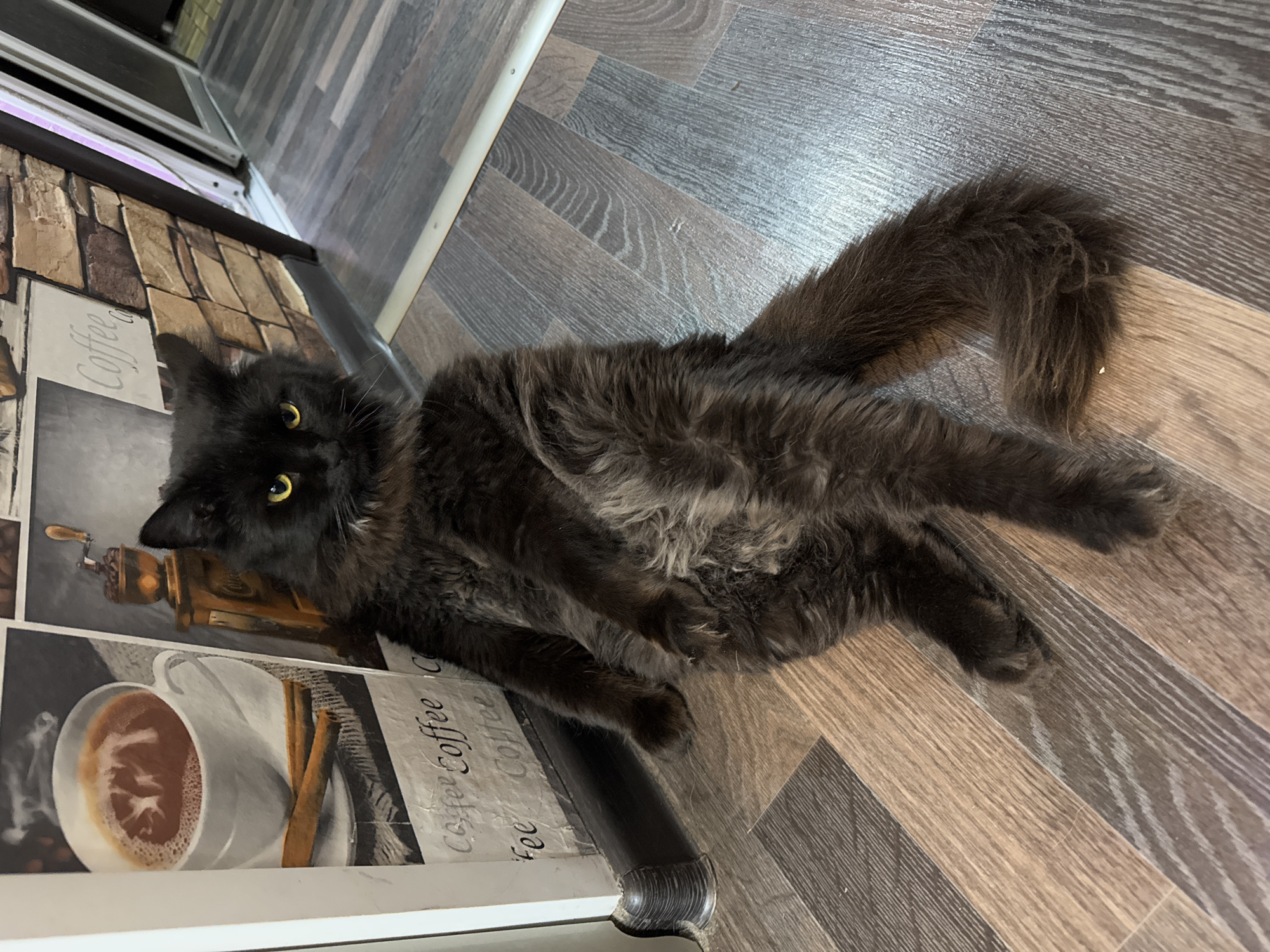 A long-haired black cat with yellow eyes is lying on a patterned floor, partly on a kitchen countertop. The countertop features a design that includes a coffee cup, a coffee grinder, and the word "Coffee" repeated. The floor is made of brown and gray planks arranged in a herringbone pattern. The image was taken in a room that appears to be a kitchen located in the city of Chaikovsky, Russia.