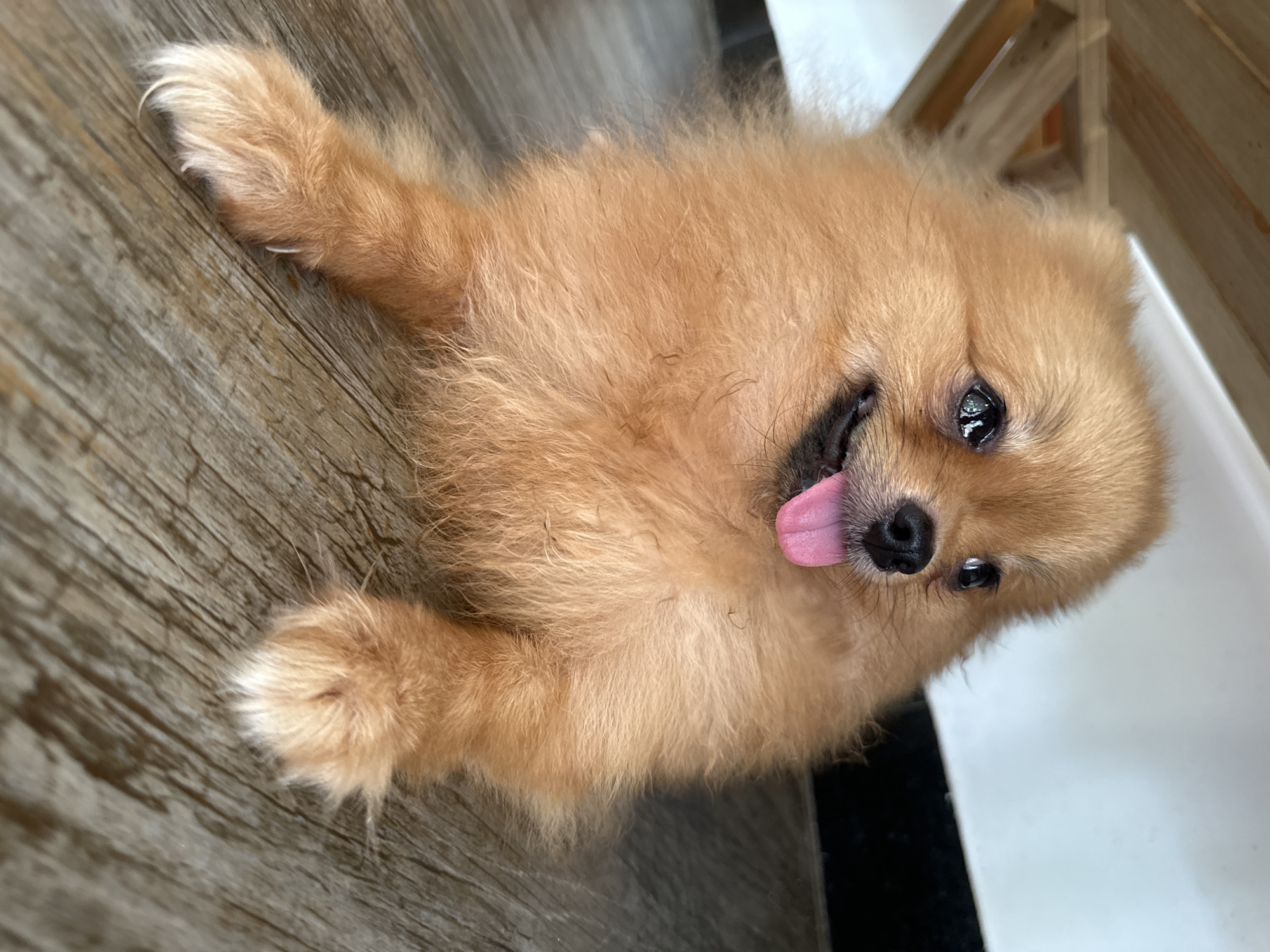 A Pomeranian dog with light brown fur is lying on a wooden floor. The dog's tongue is hanging out, and it appears to be panting. The dog is in the foreground of the image, and the background is blurred. The lighting suggests an indoor setting, possibly under furniture, given the shadows and the presence of what appears to be wooden table legs above the dog. The overall impression is one of a relaxed pet in a domestic environment in Da Nang, Vietnam.