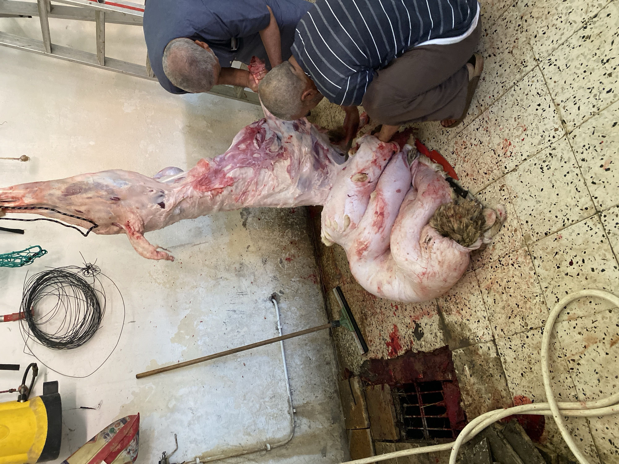 Two men are butchering a sheep carcass on a tile floor with blood splatter. One man is standing and wearing a blue shirt, while the other is kneeling and wearing a striped shirt and brown pants. The carcass is partially skinned. Various tools and equipment are visible, including a ladder, wires, and a squeegee. The location is identified as Baraki, Algeria.