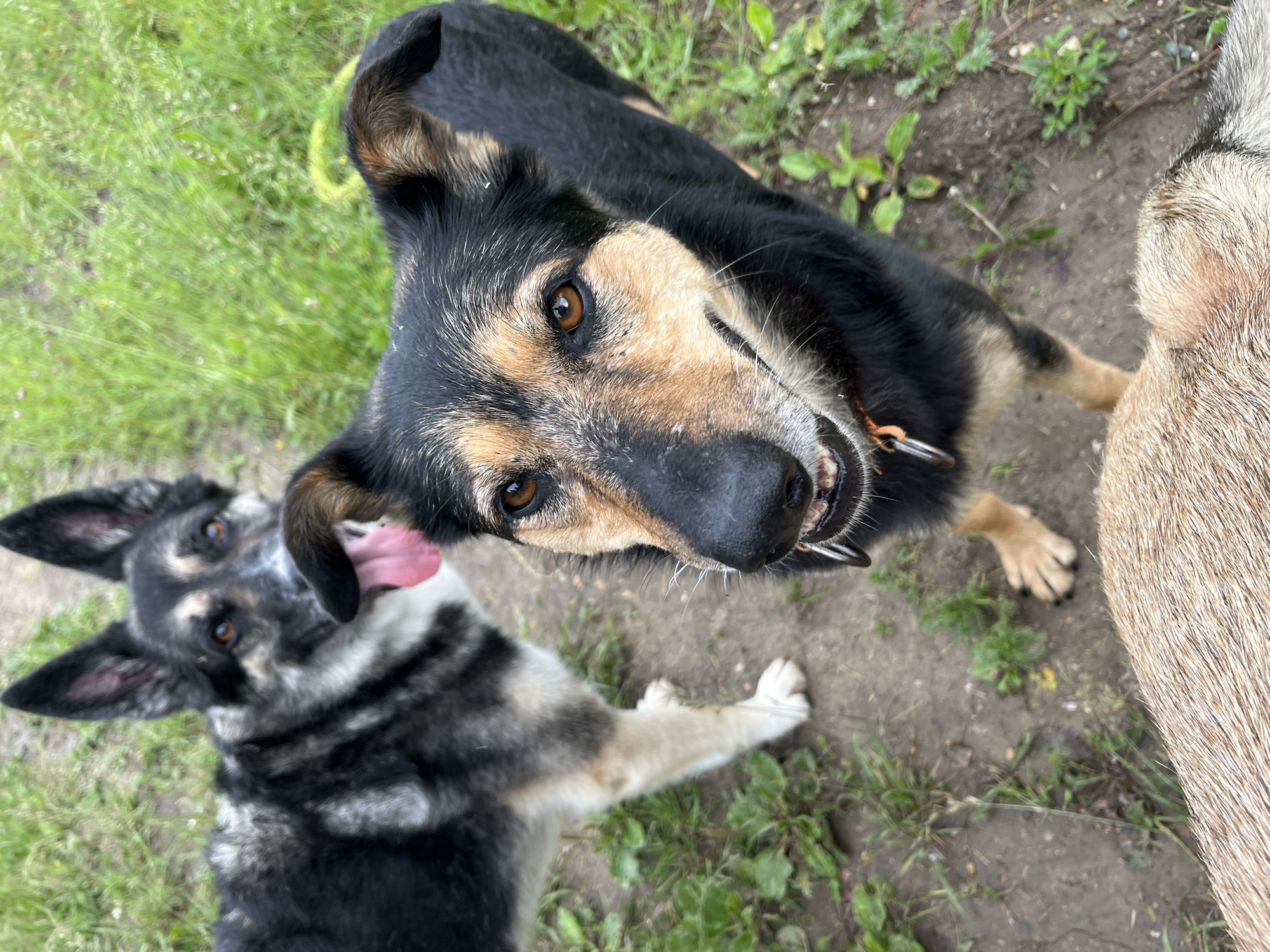 The image shows two dogs in an outdoor, grassy area with patches of dirt. The dog in the foreground is facing the camera, with its head tilted slightly. It has brown and black fur, amber eyes, and appears to be wearing a collar. Its mouth is slightly open, revealing its teeth and tongue. Behind it, another dog with black, gray, and tan fur stands with its tongue hanging out. The ground is covered in short green grass and dirt, with some scattered leaves and small plants. The background is blurred, suggesting a shallow depth of field. There are no people visible in the image. The scene is consistent with a park or natural outdoor space. No specific landmarks or elements are present to indicate a location within Nizhny Tagil, Russia.