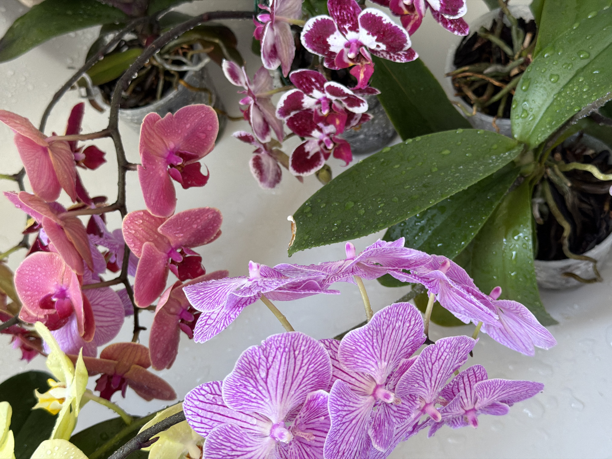 This close-up, high-angle image, taken in Ramat Gan, Israel, showcases a vibrant collection of potted Phalaenopsis orchids, freshly watered. The orchids are arranged against a bright, uniform white background, likely a sink or bathtub, which highlights their diverse colors and intricate details.
Several distinct orchid varieties are visible. In the foreground and to the left, there are numerous delicate, solid pink orchid blooms, each covered in tiny water droplets, giving them a glistening appearance. Partially visible at the very bottom left are a few pale yellow orchid flowers.
Towards the center and right, other orchid types emerge. One features striking deep purple petals with irregular white speckles and contrasting white edges. Another prominent variety displays elegant light purple petals adorned with distinctive, darker purple parallel stripes, creating a finely veined pattern. All the flowers exhibit water droplets on their surfaces.
The lush green leaves of the orchids are also visible, many of them glistening with water droplets, indicating that the plants have recently been watered or misted. The roots are discernible through the translucent pots, a common practice for monitoring orchid health. No discernible text is visible in the image.