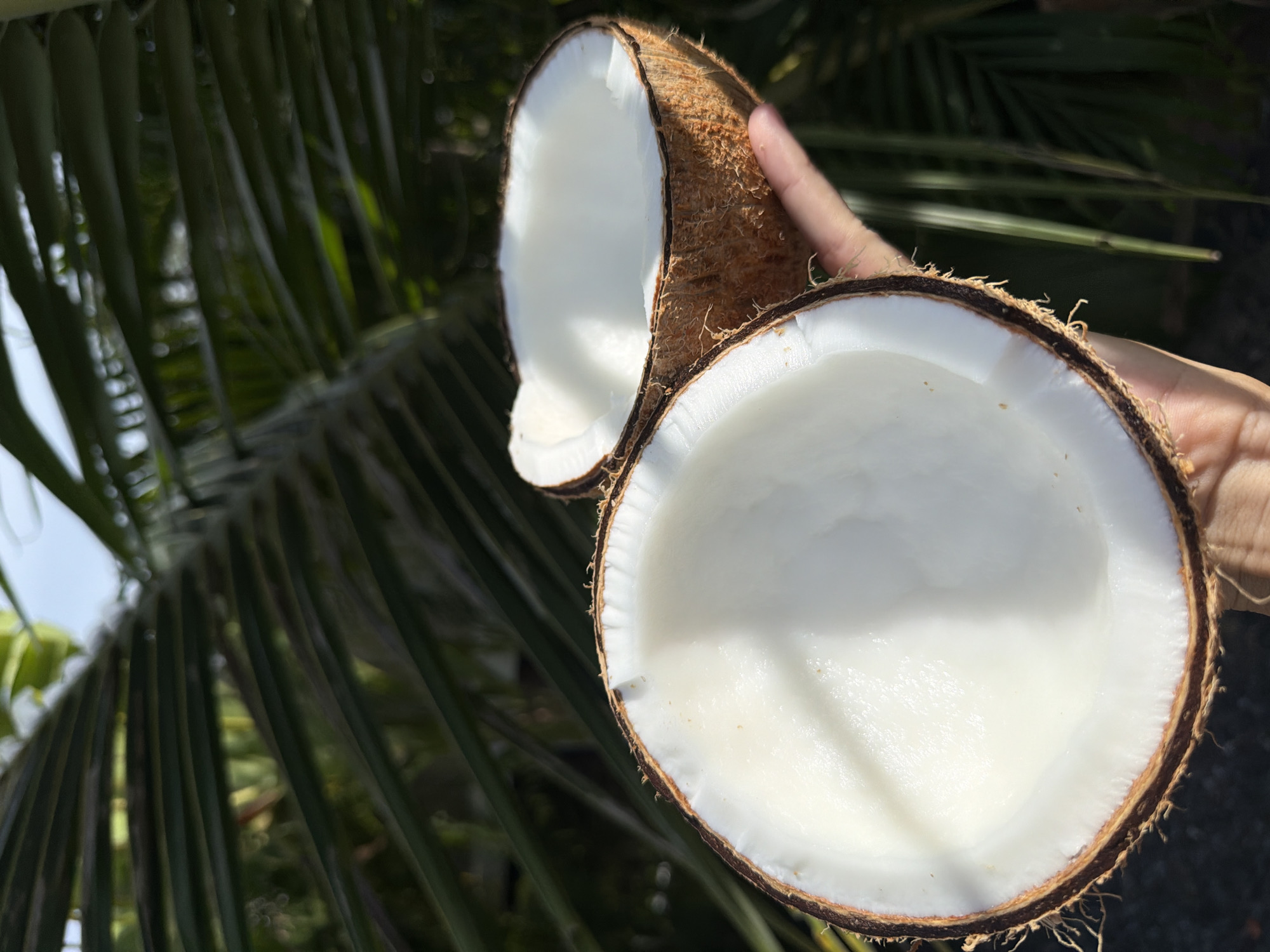 In Ko Samui District, Thailand, a hand holds two halves of a freshly opened coconut, showcasing its white, moist flesh and brown husk. The background is a blur of lush green palm leaves, suggesting an outdoor tropical setting. Sunlight filters through the leaves, casting soft shadows and highlights on the coconut. The image is captured from a medium shot, focusing on the fruit and the hand that presents it.