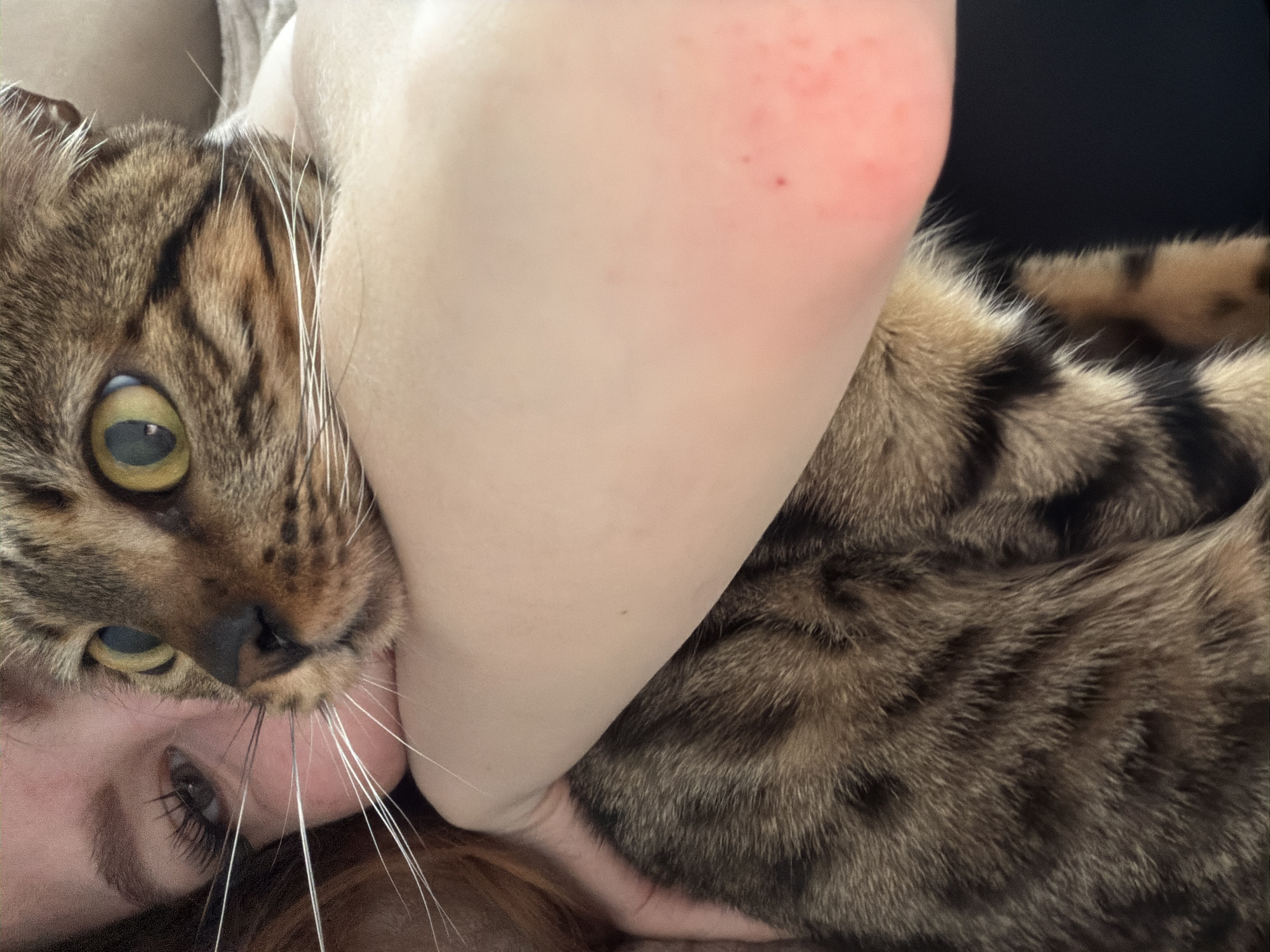 A close-up, upside-down shot features a woman's face partially visible at the bottom, intertwined with a Bengal cat. The cat's face is prominent, with yellow eyes and distinctive spotted fur. A person's arm is positioned between the woman and the cat. The background shows black clothing. The image provides no information related to the city of Noviy, Russia.
