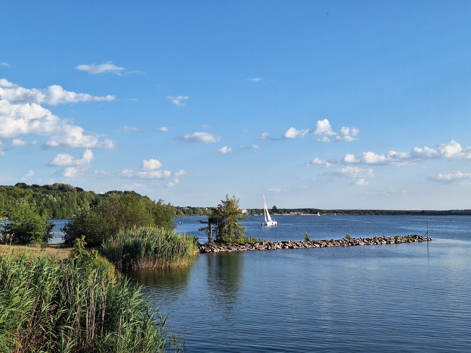 This is a photograph of a wide, calm lake on a sunny day, likely taken from a shoreline. The sky is a vibrant blue with scattered white, puffy clouds. The lake's surface is a deep blue, reflecting the sky and showing gentle ripples.
On the left side of the image, tall green reeds and grasses grow along the bank, with a dense line of green trees and bushes forming the backdrop. Further into the lake, a man-made rock breakwater juts out into the water, topped with small shrubs and what appear to be several seagulls.
Several sailboats are visible on the water. One prominent white sailboat with its sails up is positioned in the mid-ground, moving away from the viewer. In the distance, a line of masts indicates a harbor or marina. There are also a few small figures visible on the shore of the far bank.
This scene depicts a typical summer day at a recreational lake. Given the prominent reed beds and the presence of sailboats, this location is highly likely to be one of Leipzig's many man-made lakes, such as the **Neuseenland region**, specifically the **Kulkwitzer See** or **Markkleeberger See**, which are popular leisure areas on the outskirts of the city. These lakes were created by the flooding of former open-cast lignite mines and are now utilized for water sports and recreation. The landscape, with its trees, water, and recreational boats, is characteristic of these areas around Leipzig.