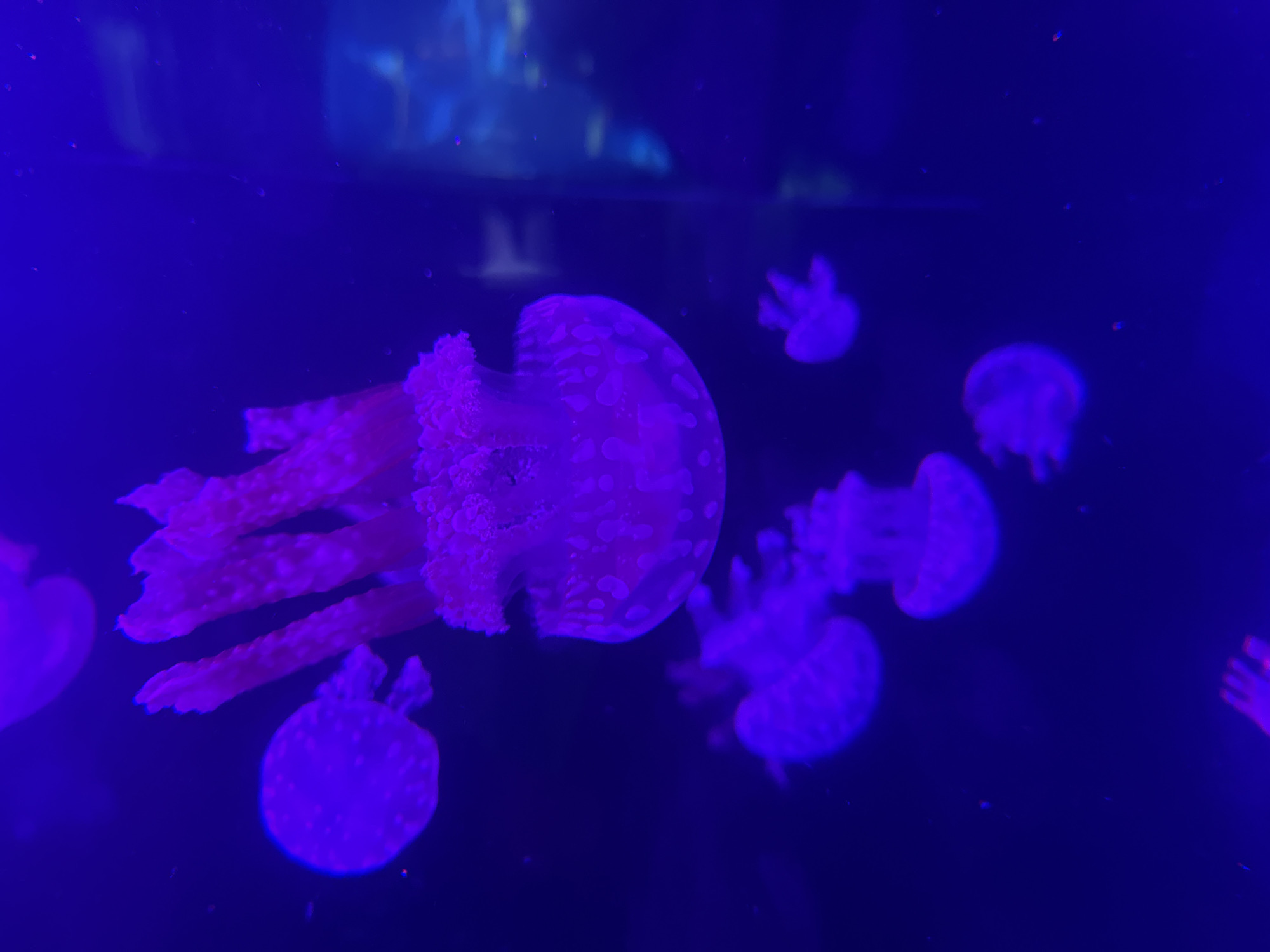The image shows a group of jellyfish in a dimly lit tank, possibly at an aquarium. The jellyfish are illuminated by a blue-purple light, giving them an ethereal glow. Their translucent bodies are dotted with white spots, and their tentacles trail behind them. Some of the jellyfish are clustered together, while others are more spread out. The water is dark and appears to have a few small particles floating in it. The overall impression is one of serene, underwater movement. Based on the provided information, this image was taken in Puerto de la Cruz, Spain.