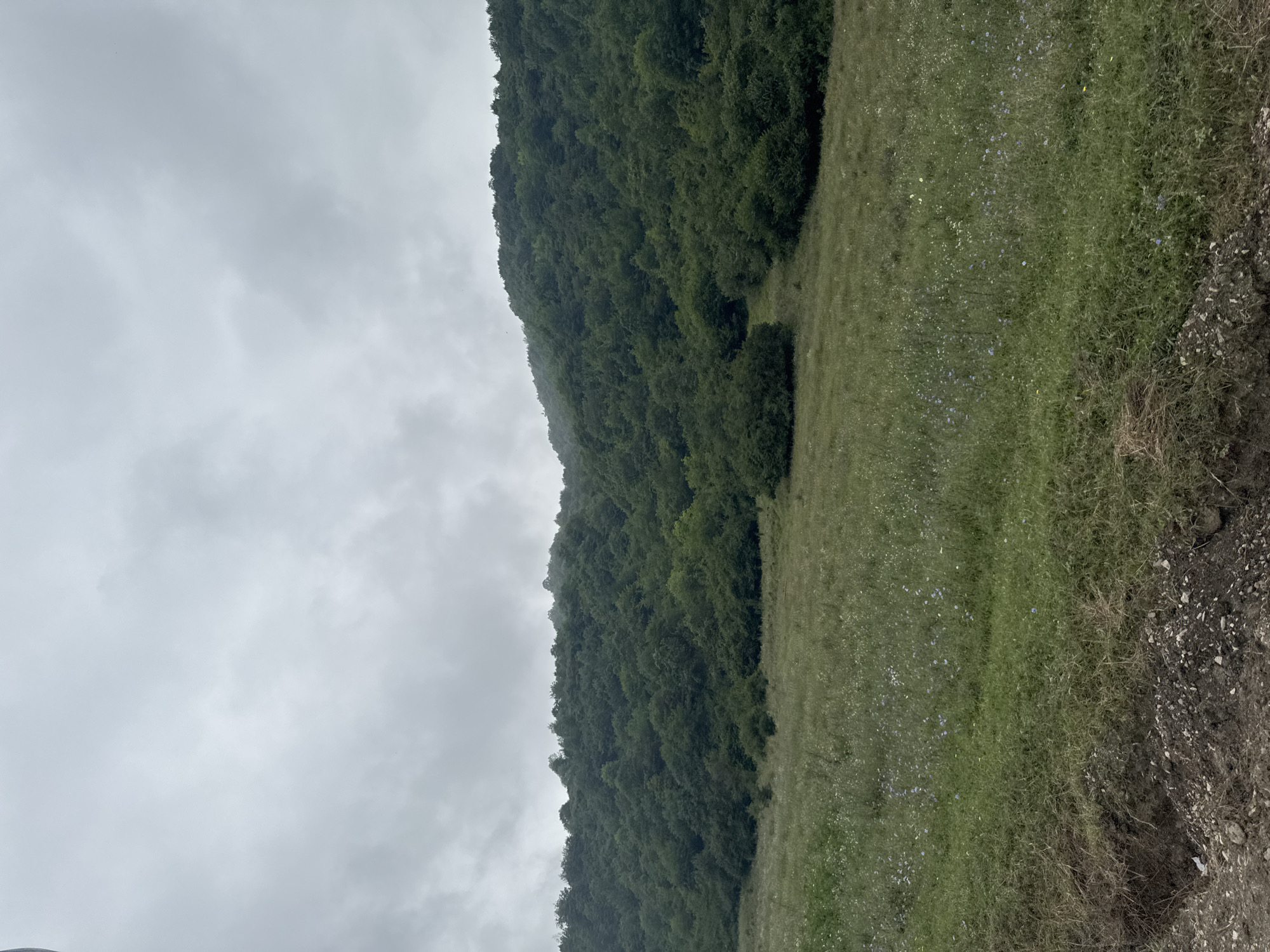 The image depicts a natural landscape with a densely wooded hill in the background, and a grassy meadow in the foreground. The sky is overcast with grey clouds. The hill is covered in a variety of green trees and shrubs, with some areas appearing misty. The meadow is covered in green grass with scattered small wildflowers, predominantly blue and white. In the lower left corner of the image, there is a rough patch of dark soil with some stones. There are no people or man-made structures visible in the scene. The environment suggests a rural or wilderness setting. The image was taken in or around the city of Nikhaloy, Russia.