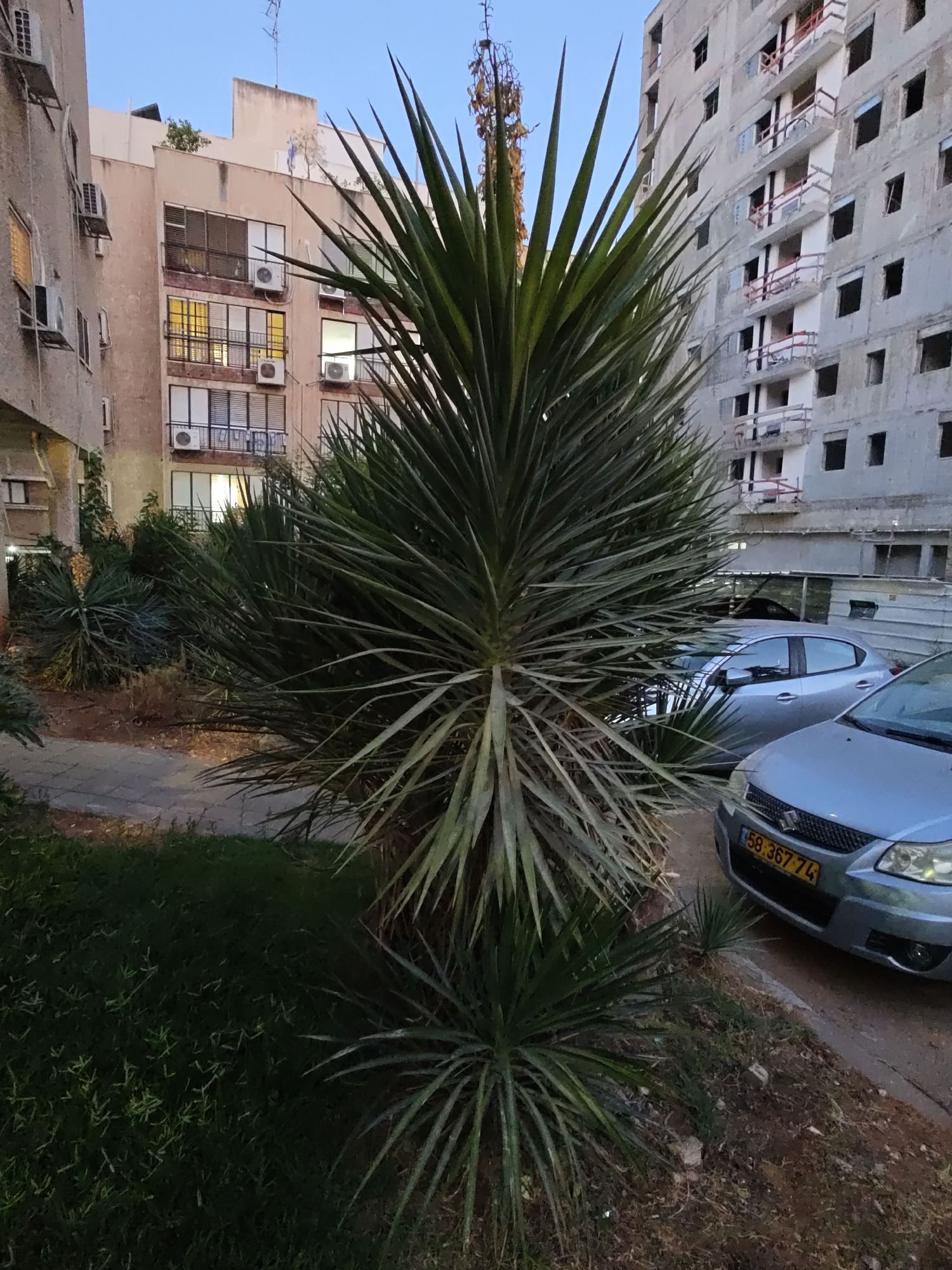 In Petah Tikva, Israel, an outdoor scene captures a residential area with buildings under construction and older, occupied apartment complexes. A large, spiky yucca plant dominates the foreground, its green fronds reaching upwards and outwards. To the right, two silver cars are parked on a paved area. The license plate of the car in the foreground is visible, reading "58-367-74". In the background, an unfinished building with exposed concrete and scaffolding stands next to a more traditional apartment building with balconies and air conditioning units. The sky above is a dusky blue, suggesting either early morning or late evening light. The overall impression is one of urban development and ongoing construction.