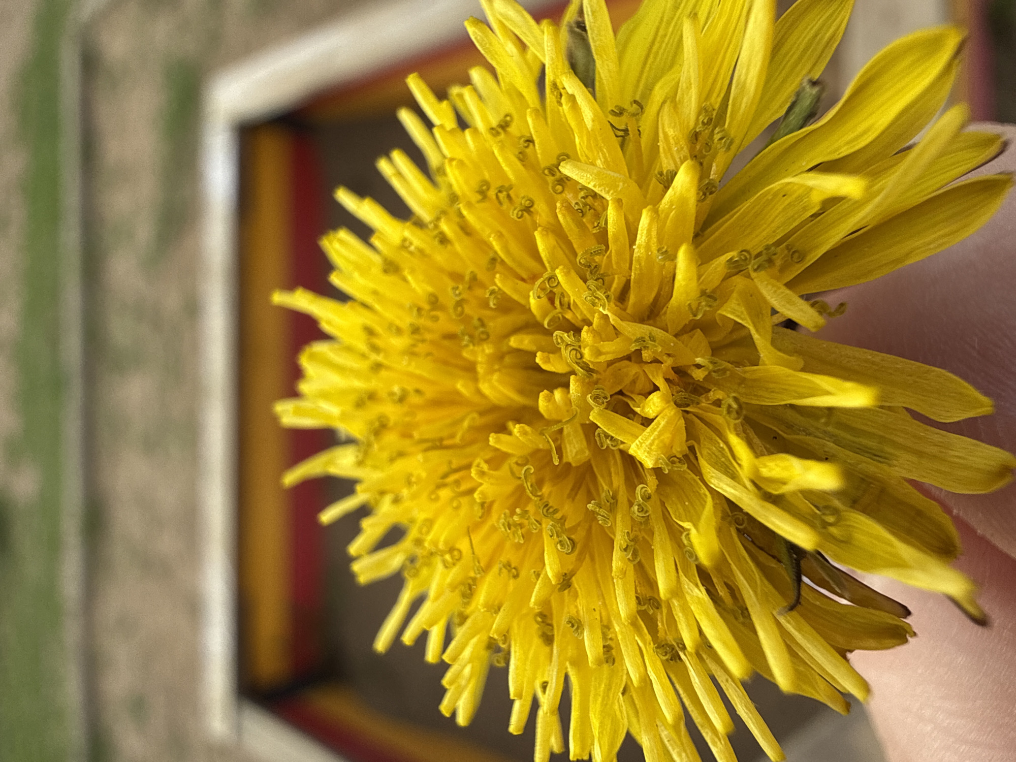 A close-up shot displays a fully bloomed, bright yellow dandelion flower, likely held in someone's hand. The background reveals a blurred structure with rectangular frames, painted in varying shades including green, white, yellow, and red. The location details for Марковский, Russia are not discernible from the visual content of the provided image.