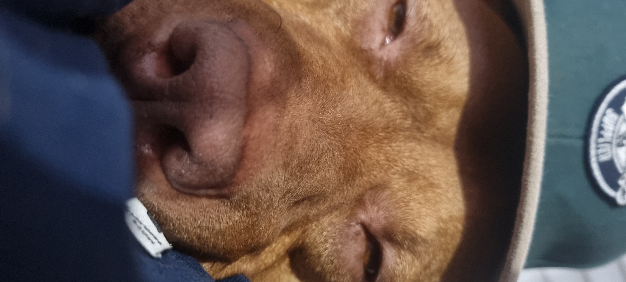 The image shows a close-up of a dog's face, likely a pit bull or similar breed, wearing a green hooded garment. The dog's fur is a light brown or reddish-brown color. Its nose is dark, with visible nostrils. One eye is partially visible. A blue garment is also present, partially obscuring the dog's face on the left. The location is unknown.