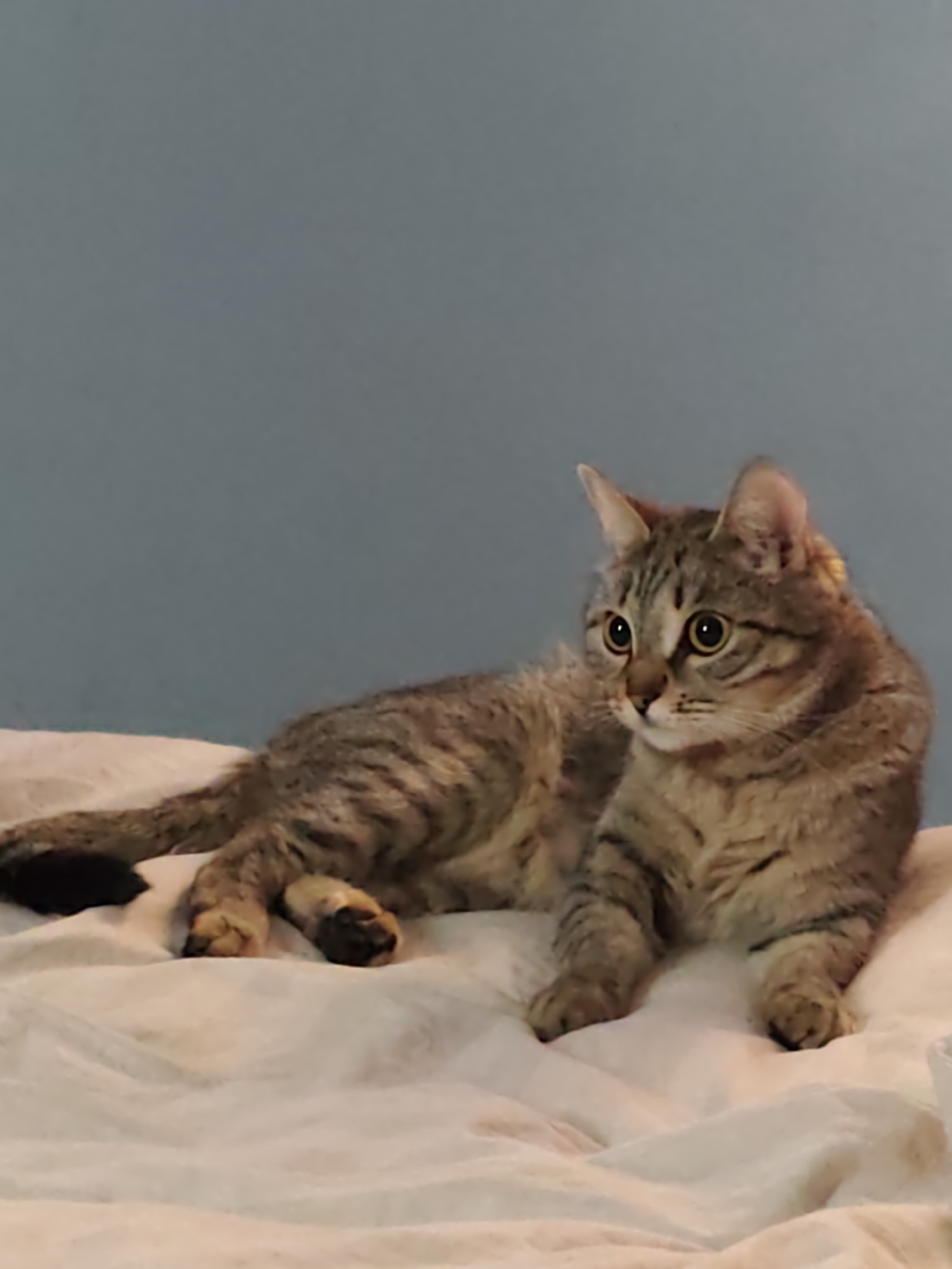 A tabby cat is lying on a crumpled white blanket against a solid blue-gray wall. The cat is lying horizontally, facing right with its head raised, and its eyes are wide. The cat's tail is extended toward the left edge of the frame. No people are visible. The location in the city of Chaikovsky, Russia is undetermined.