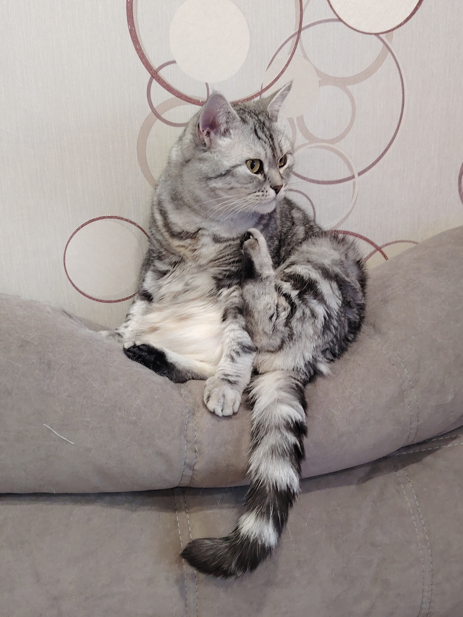 A silver tabby cat is sitting on a gray couch with its right paw raised to its face. The cat has bright yellow eyes and a bushy tail with black and white stripes. The background is a light-colored wallpaper with a pattern of circles. The scene is well-lit, with natural light coming from the left. The image appears to have been taken indoors.