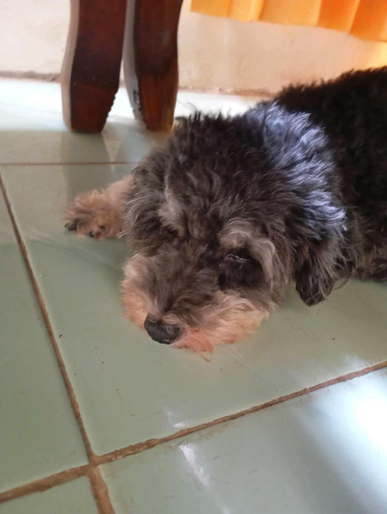 An adult miniature poodle with black and tan fur is lying on a light green tiled floor. The dog is resting its head on its paws, with its eyes closed. The dog's fur is shaggy and somewhat unkempt. In the background, the legs of a wooden table or chair are visible, along with a blurred orange curtain. The image appears to have been taken indoors, possibly in a residential setting in Balikpapan, Indonesia.
