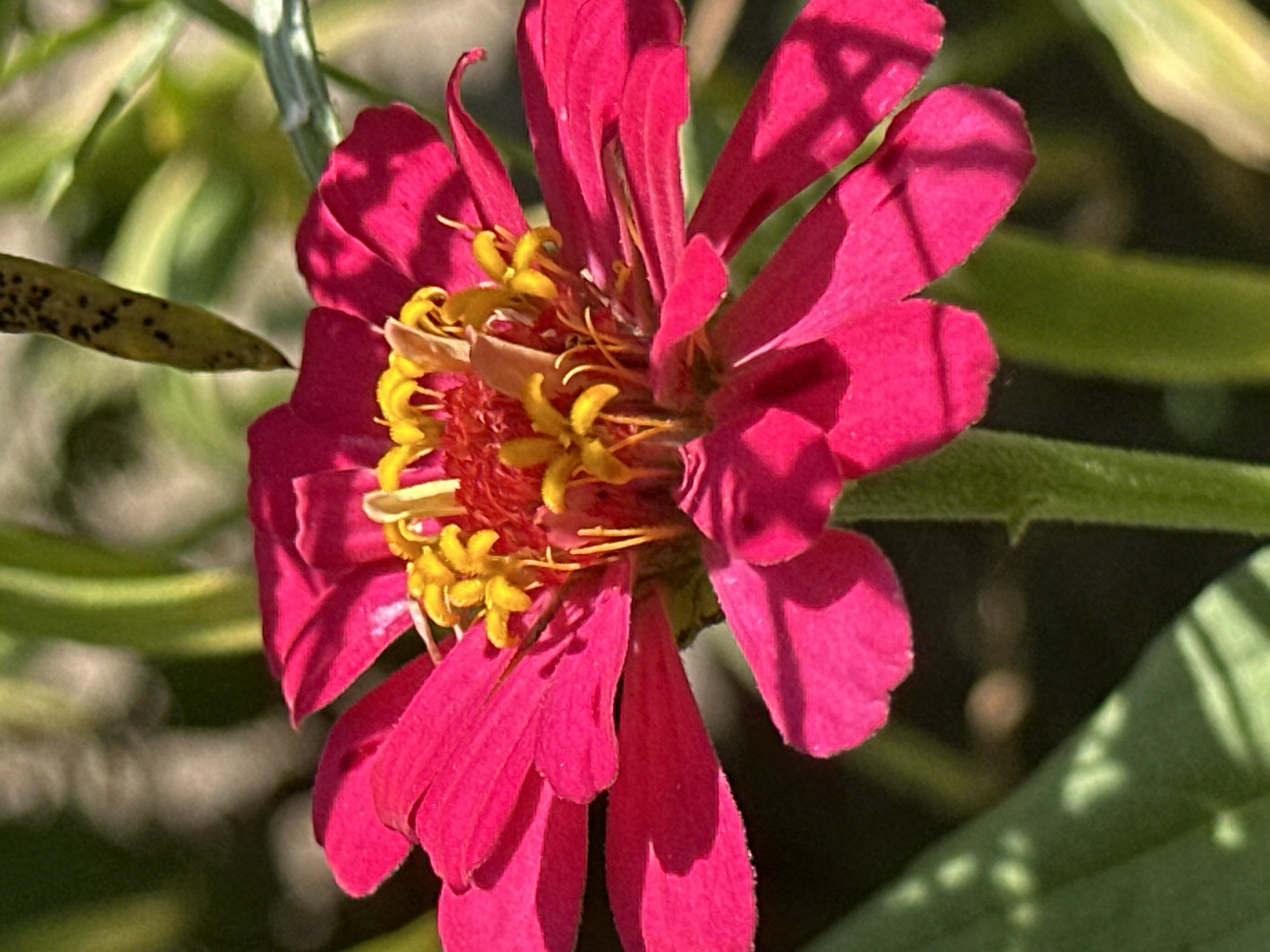 A close-up, vertical, outdoor, natural light photograph shows a bright pink zinnia flower in full bloom. The flower is centered and fills most of the frame. Its petals are wide and slightly curved, displaying a rich magenta hue with lighter pink highlights from the sunlight. The center of the flower is a dense cluster of yellow stamens and red pistils, creating a striking contrast with the petals. The stem is green and visible below the flower. The background is blurred and consists of green foliage and hints of brown, suggesting a garden or natural setting. There is a narrow, elongated, greenish-yellow seed pod with dark spots hanging from above and to the right of the flower's center. The environment is sunny, casting shadows on the petals. The scene is located in Lobacheve, Ukraine.