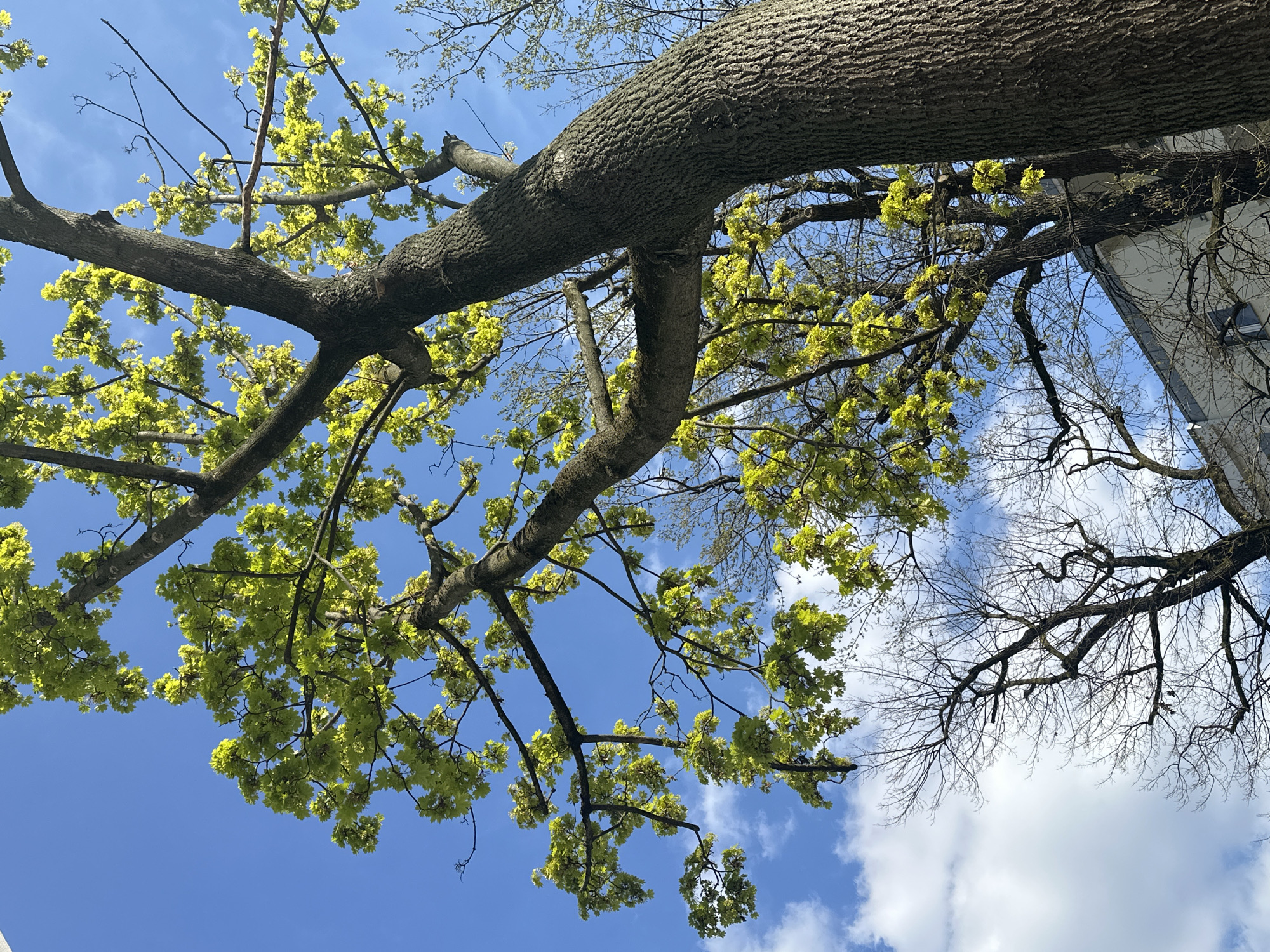 An upward shot of a tree canopy against a bright blue sky with scattered white clouds, taken in Berlin, Germany. The tree has thick, textured bark on its main branches, with some branches covered in small, vibrant yellow-green leaves. Other branches are bare, suggesting a mix of dormancy and early spring growth. The corner of a white building is visible on the right edge of the frame.