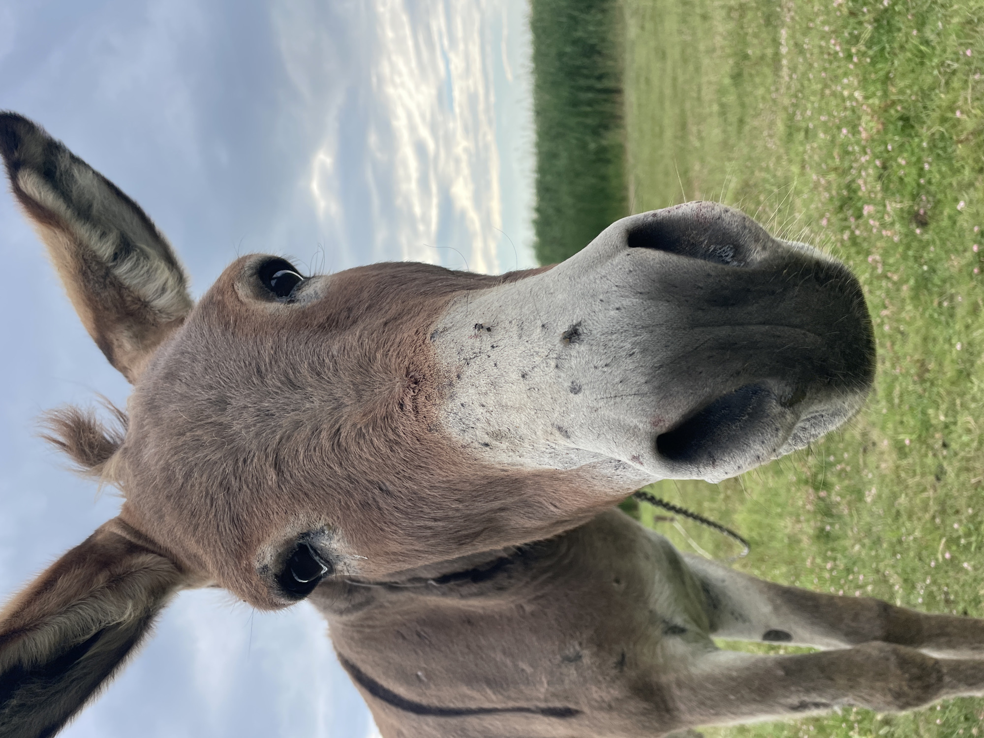 A close-up, low-angle, eye-level shot focuses on the head of a brown donkey in an outdoor grassy field. The donkey's face fills most of the frame, with its large ears pointed upwards and slightly to the sides. Its dark eyes are prominent, and its muzzle is a light gray color with scattered dark speckles and a few small, dark insects. The donkey appears to be wearing a thin, dark rope or halter around its neck. The background consists of green grass dotted with small pink flowers, a line of tall green reeds or grass, and a cloudy sky. The overall impression is one of a serene, natural setting, with the donkey being the primary subject of interest.