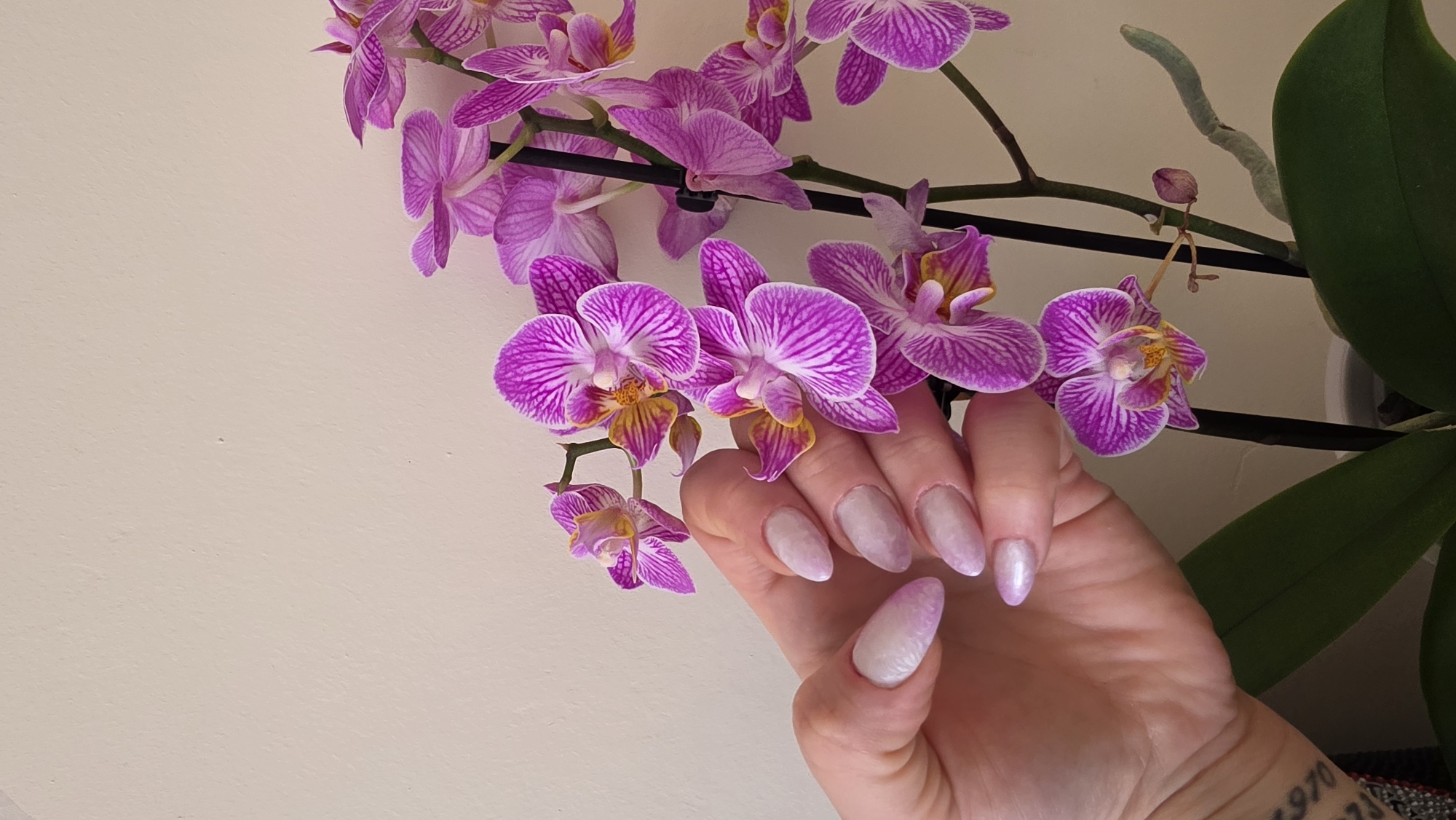 A close-up shot displays a hand holding a branch of purple orchids. The hand has long, oval-shaped fingernails with a shimmering pale polish. A tattoo is visible on the wrist. The orchids have vibrant purple and white striped petals with yellow and brown centers. The backdrop is a plain, light-colored surface.