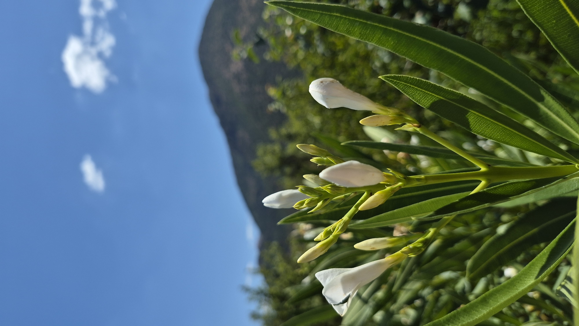 A close-up, low-angle shot captures a cluster of white oleander flower buds and one open flower against a blurred background of green foliage and a mountain under a bright blue sky with a few scattered white clouds. The flowers are the primary subject, with the vibrant green leaves of the plant framing the lower portion of the image. The mountain and sky, though out of focus, provide a sense of an outdoor, natural environment, possibly in a mountainous region.