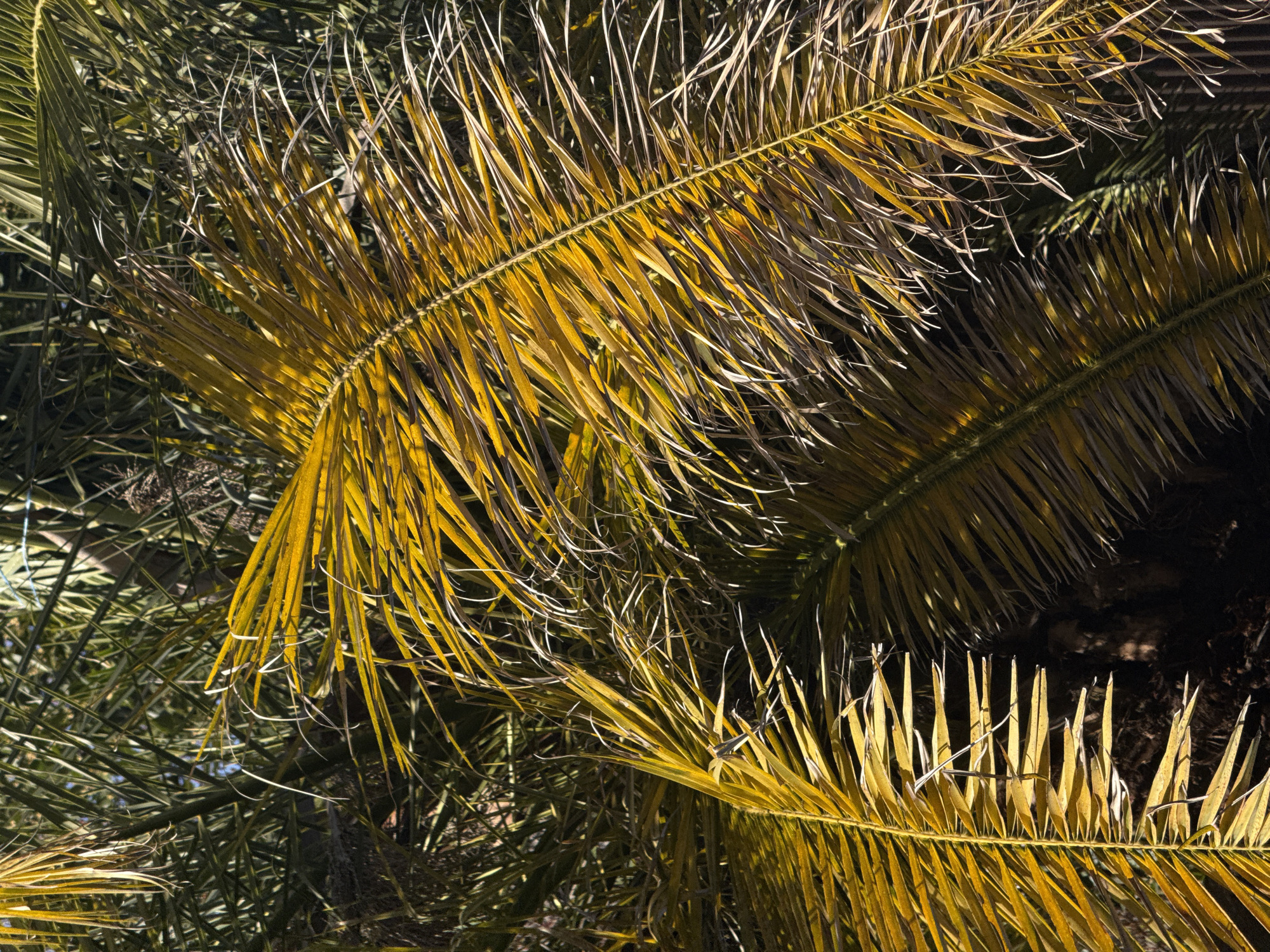 This close-up image captures a vibrant and textural view of several palm fronds. The primary subjects are the large, pinnate leaves of what appears to be a date palm or a similar species, densely packed together. In the foreground, several prominent fronds are a striking yellow-gold to light brown, indicating they are dried, aging, or possibly experiencing a deficiency, contrasting with the darker green foliage in the background and shaded areas.
The scene depicts a static natural setting, with no discernible activity or event taking place. Notable details include the time of day, which appears to be daytime, likely morning or late afternoon, given the strong, directional sunlight that creates distinct highlights on the yellow fronds and casts clear shadows among the dense foliage. This bright illumination suggests clear weather conditions. The abundance of palm trees, some displaying signs of dryness, acts as a strong location cue, aligning with the sub-tropical climate of Sirius, Russia. No people, man-made objects, or visible text are present in the frame. The image emphasizes the intricate patterns and textures of the palm leaflets, ranging from slender and flexible to more rigid and spiky.