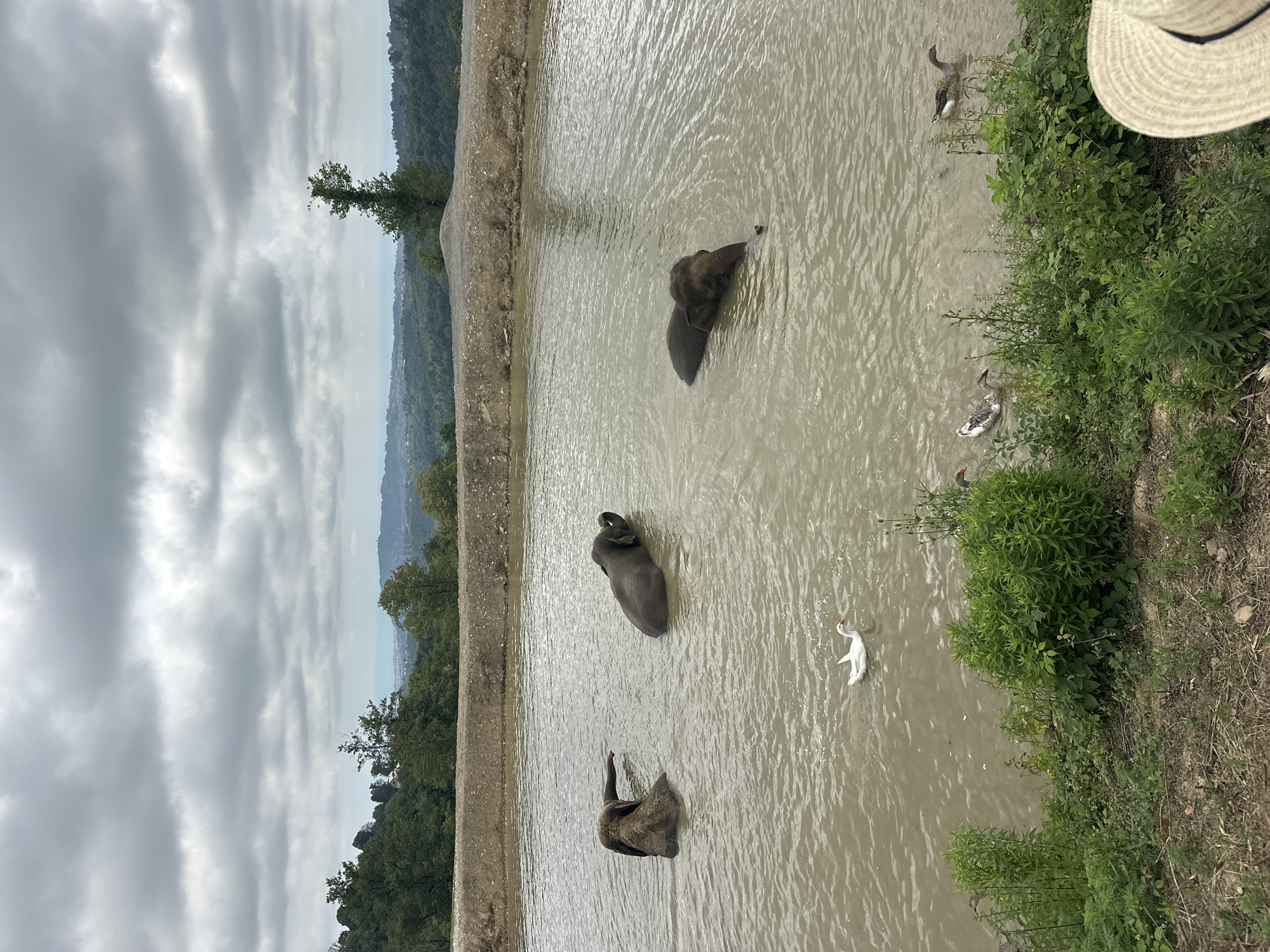 In Nizhnyaya Shilovka, Russia, a man-made pool contains three elephants bathing, with one partially submerged and its head above water. Two of the elephants are closer to the center of the pool, while the third is nearer to the left edge. Several geese and a single white duck swim on the surface of the water. The pool is bordered by a dirt embankment and lush green vegetation. In the background, rolling hills covered in trees extend towards a hazy horizon under a cloudy sky. A portion of a straw hat is visible in the lower right corner of the frame, suggesting the presence of a person observing the scene.