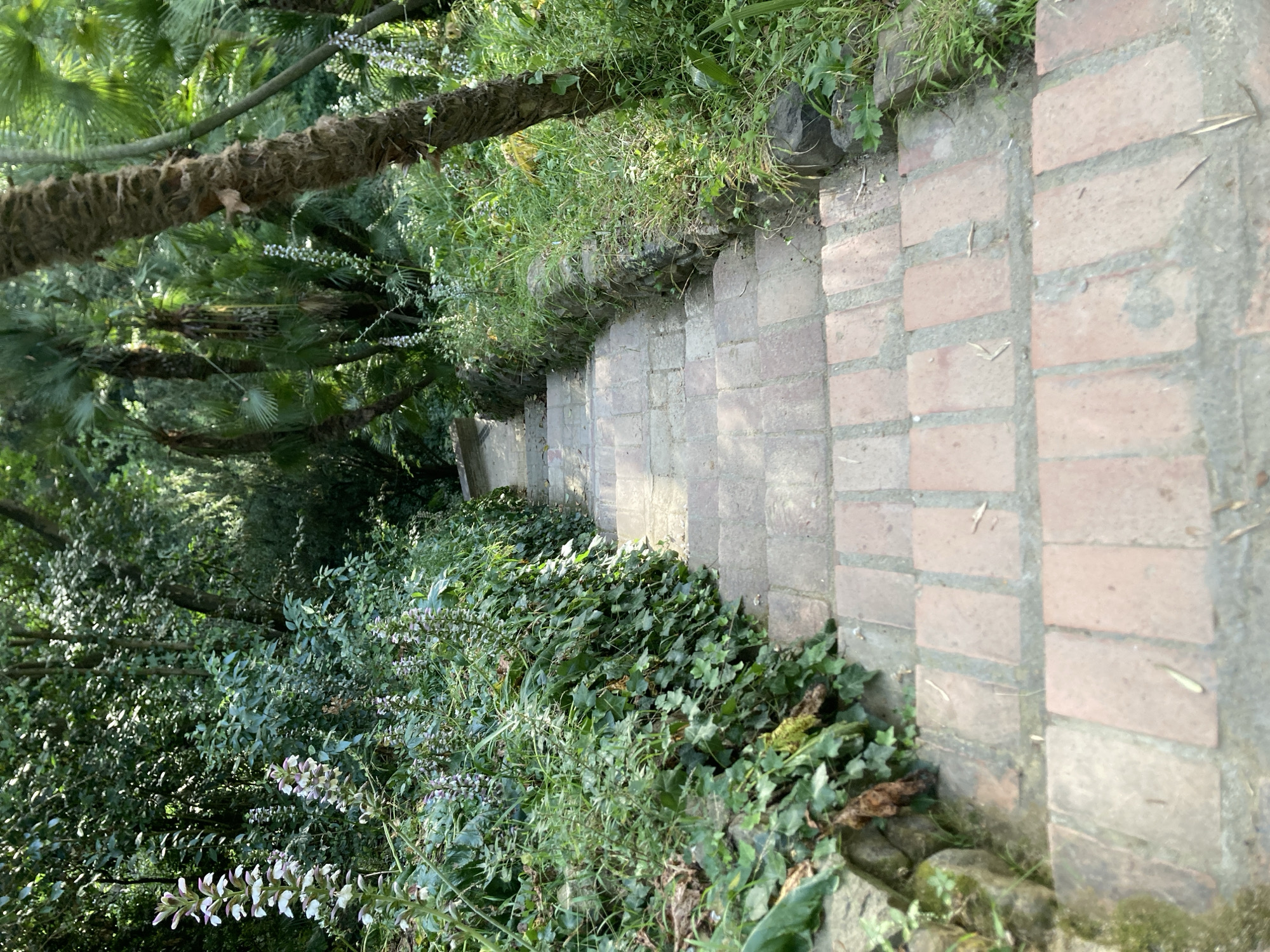 The image shows a descending brick staircase in a garden environment. The staircase is lined with lush green vegetation, including ivy and flowering plants with pale purple and white blossoms on the left side, and grass and palm trees on the right. The bricks of the stairs appear worn and weathered. Sunlight filters through the dense foliage, creating dappled light and shadows on the steps. In the background, there are more trees and greenery, suggesting a natural or park-like setting. The scene evokes a sense of tranquility and nature. This scene is located in Barcelona, Spain.