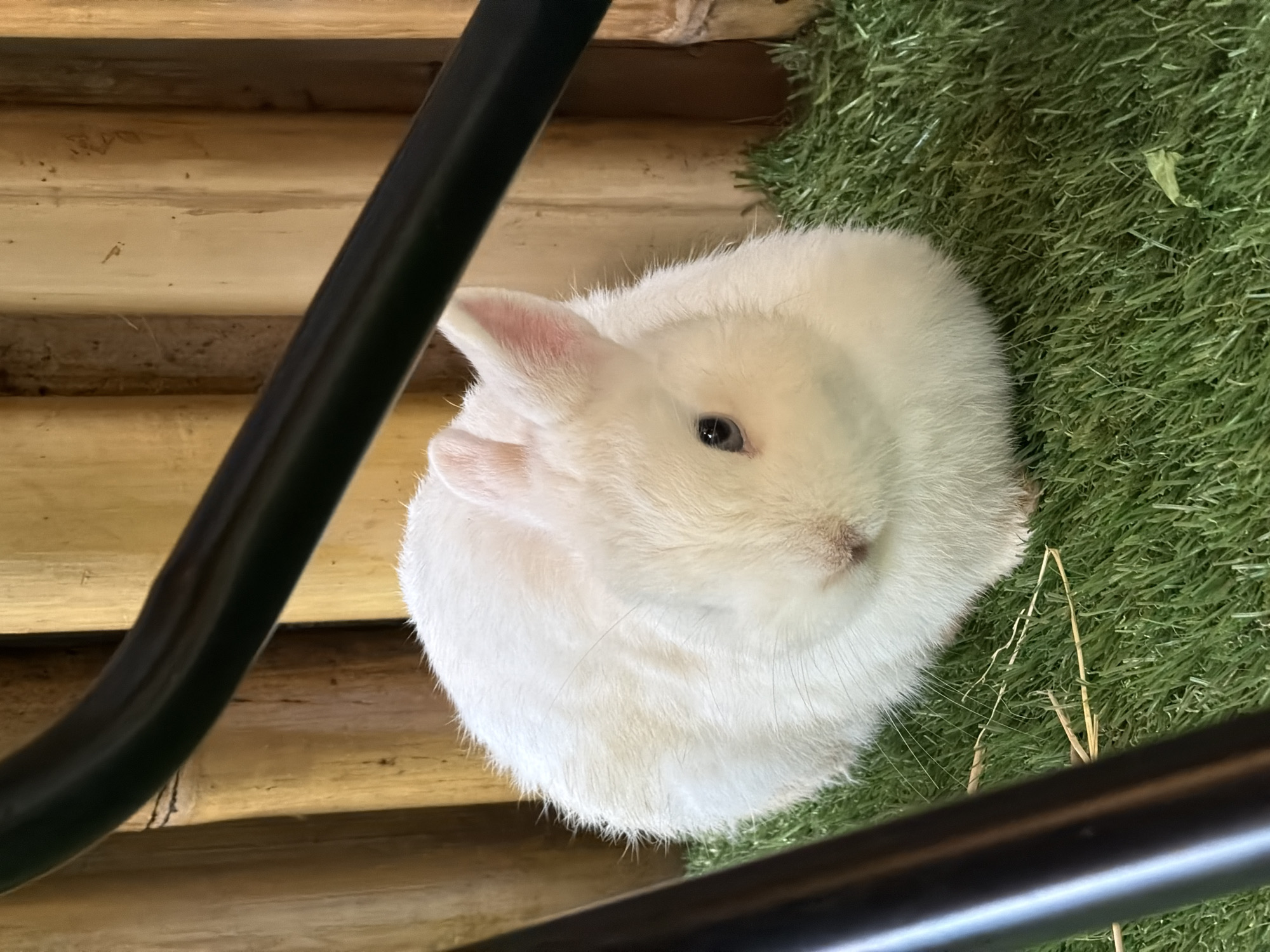A small, fluffy white rabbit sits on artificial green turf in front of a backdrop of vertical bamboo poles. The rabbit is facing left, with its ears perked. A dark, curved metal bar partially obstructs the view of the rabbit and the bamboo. The scene appears to be indoors or in a sheltered outdoor area, possibly a zoo enclosure or a pet shop in Choeng Thale, Thailand. The lighting is natural, suggesting daylight.