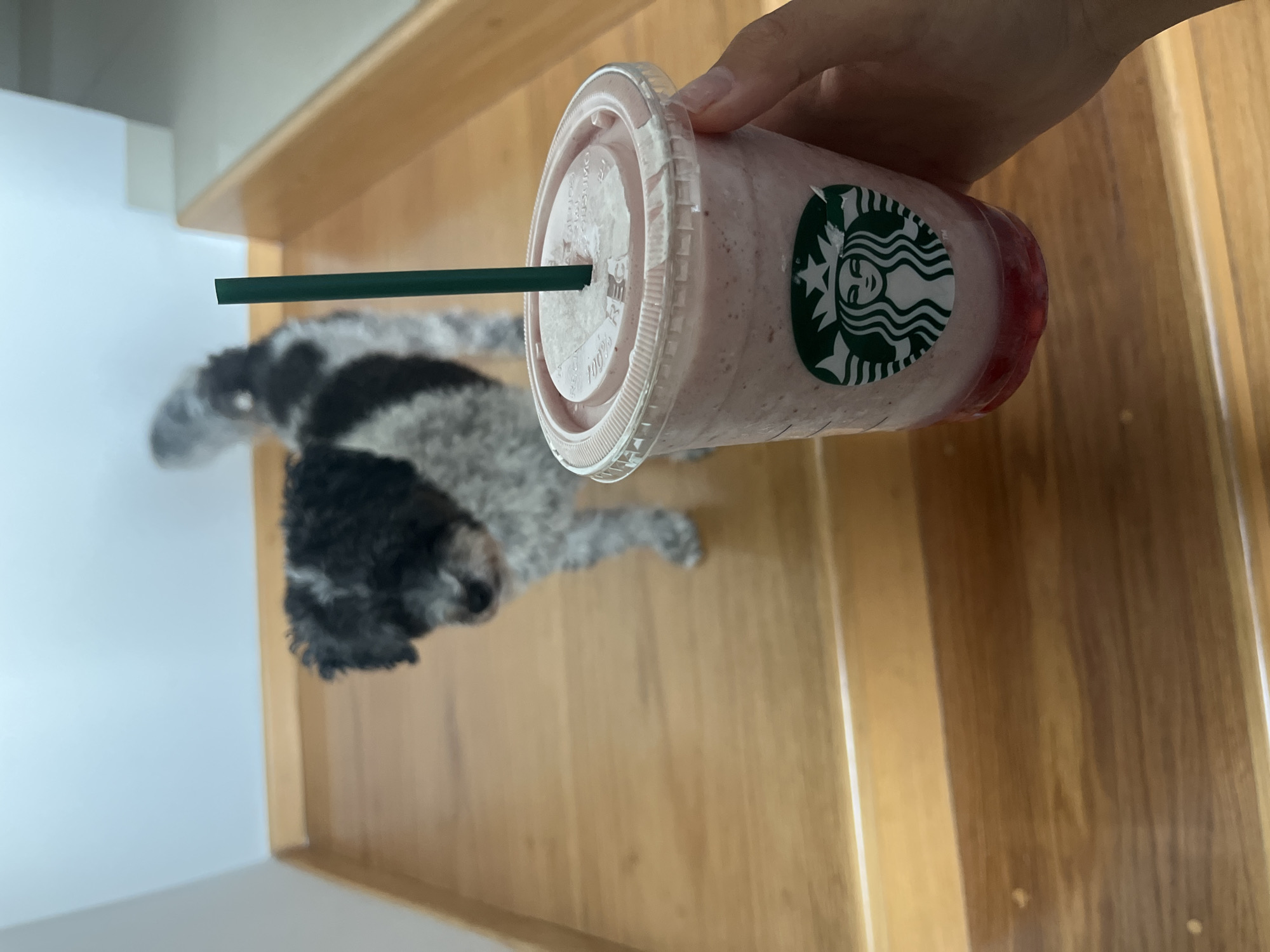 An indoor, well-lit scene captures a person's hand holding a Starbucks beverage above a small, black and white dog resting on light-colored wooden stairs or flooring. The image is taken in what appears to be a home in Barrio de Nuevo León, Mexico, during the daytime.
The primary subjects are the hand, the drink, and the dog. The hand, with manicured fingernails, grasps the plastic Starbucks cup near the top. The cup contains a pink, blended beverage, possibly a strawberry-flavored frappuccino or smoothie, with visible red fruit or syrup settled at the bottom. A dark green straw is inserted through the clear plastic lid, which has embossed text, including "100%". The iconic green and white Starbucks Siren logo sticker is prominently displayed on the side of the cup.
Below the drink and hand, a small, furry dog with black and white markings lies relaxed on the wooden surface. The dog's fur appears curly or fluffy, and it is looking generally towards the left of the frame. The background consists of a plain white wall on the left and more of the light-toned wooden structure, likely a staircase, on the right. The overall impression is one of a casual, calm moment shared between a person and their pet.