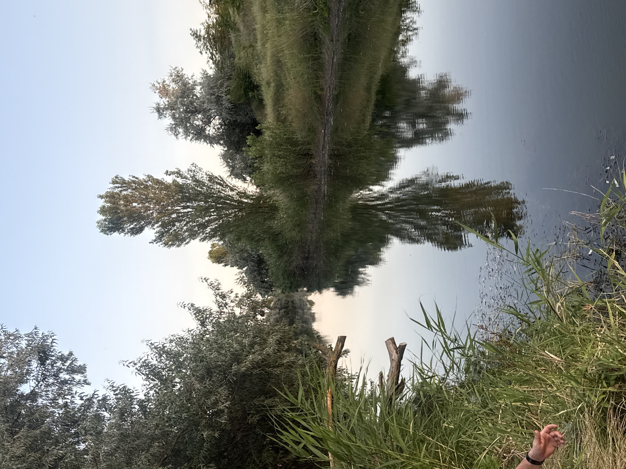 The image depicts a tranquil river scene, likely in or near Krasnoflotske village in Ukraine. Tall trees with light green foliage dominate the left and central portions of the frame, with some smaller bushes and grasses lining the riverbanks. The water is calm and reflects the trees and sky, creating a mirror-like effect. Two pieces of fallen wood are visible near the river's edge on the left. A person's hand, wearing a dark bracelet, is visible in the lower left corner, reaching towards the water. The sky is clear and pale blue, suggesting either early morning or late afternoon. The overall atmosphere is serene and natural, with no signs of urban development.