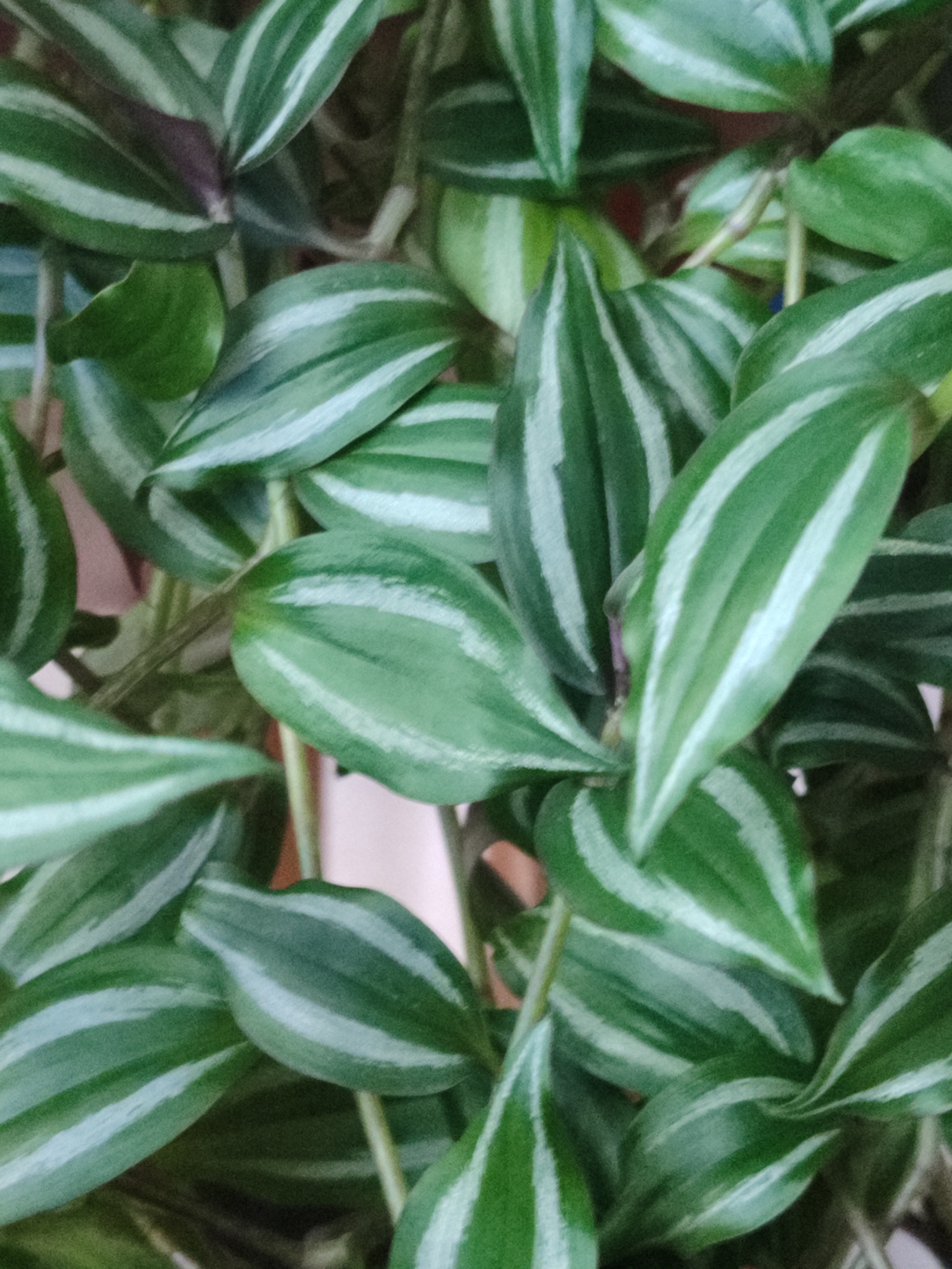 The image is a close-up, overhead shot of a plant with green, oval-shaped leaves that have alternating stripes of lighter green or silver. The leaves are densely packed and overlap each other, creating a textured, verdant surface. The plant appears to be a Wandering Jew (Tradescantia zebrina) due to its characteristic leaf pattern and coloration. The background is out of focus and appears to be a soft, neutral color, possibly a wall or another surface. There is no discernible indication of the city of Tuapse, Russia, or any specific environmental context beyond the plant itself. The lighting is diffused, highlighting the striations on the leaves. No people, actions, or interactions are visible.