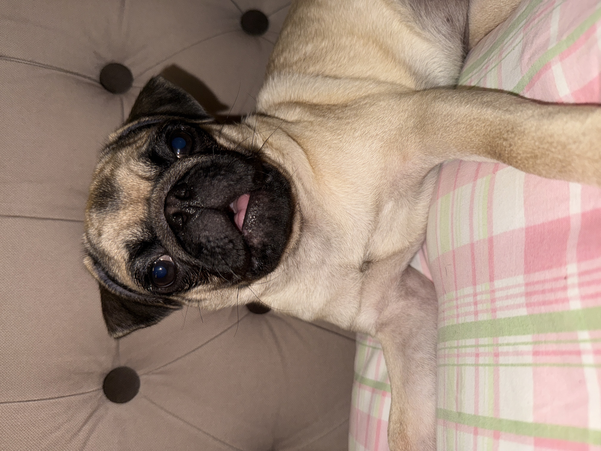 A close-up shot captures a fawn-colored pug resting on a pink and green plaid pillow. The dog's head is turned towards the camera, with its mouth slightly open, revealing a pink tongue. Its dark eyes gaze directly forward, and its wrinkled snout is prominent. The pug's ears are dark, contrasting with its lighter fur. In the background, a tufted, beige upholstered surface is visible, featuring circular indentations. The lighting is dim, creating shadows and highlighting the textures of the dog's fur and the background. The scene appears to be indoors, likely a domestic setting.