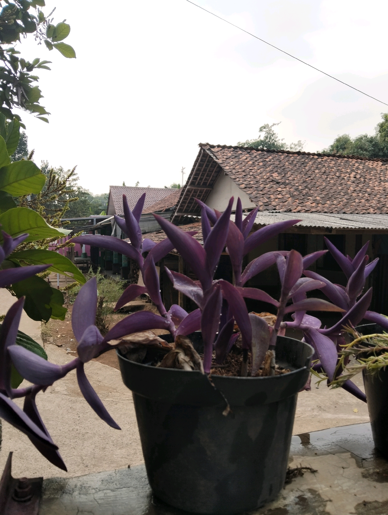 A close-up, eye-level shot shows a potted purple heart plant in the foreground, its vibrant leaves cascading over the dark gray plastic pot. The plant is situated on a weathered concrete surface, which appears damp, suggesting recent rain. In the background, traditional Indonesian houses with terracotta tile roofs are visible, with lush green trees and foliage surrounding them. The sky above is overcast and bright white, indicating a cloudy day. The scene is likely an outdoor setting in a residential area of Cileungsi, Indonesia, given the architectural style of the houses and the surrounding vegetation. No people or animals are present in the frame. The overall atmosphere is tranquil and natural.