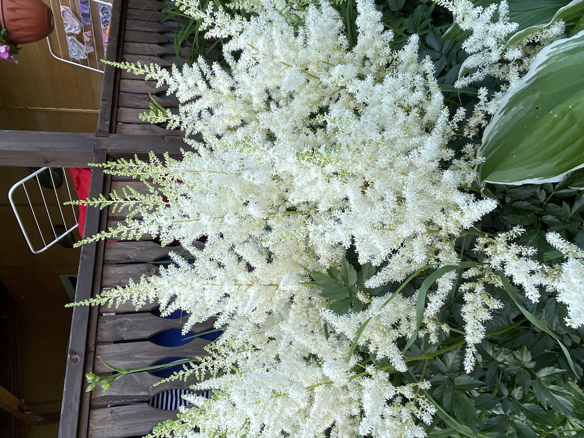 The image depicts a cluster of white Astilbe flowers in bloom, positioned in front of a weathered wooden fence. The fence has vertical planks with decorative cutouts, and a clothesline with laundry is visible behind it, suggesting a residential or backyard setting. A brown planter with a pink flower is partially visible at the top right. In the foreground, a variegated hosta leaf with white edging is prominent. The overall impression is of a lush garden, possibly in the village of Kumyony, Kirov Oblast, Russia. There are no people or animals visible in the image.