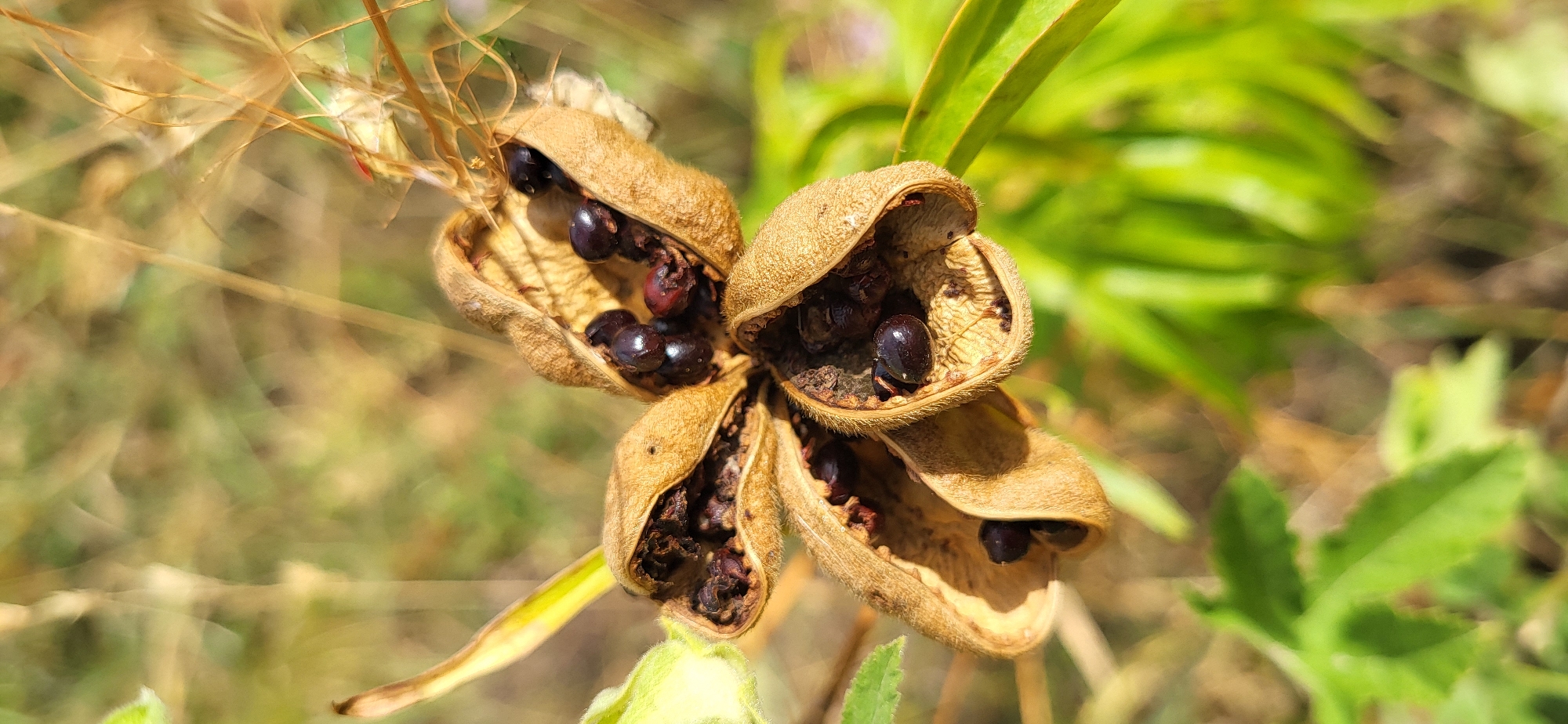 The image shows a close-up of a dried seed pod with several dark, shiny seeds inside. The pod is light brown, fuzzy, and split open, revealing four distinct chambers, each containing seeds. One chamber is in the foreground, split open to reveal multiple seeds, some appearing shriveled and others smooth and dark. Another chamber is slightly to the left and back, also open with seeds visible. A third chamber is partially visible to the upper right, with seeds inside. The background is blurred, consisting of dry grasses and green foliage, suggesting an outdoor, natural environment. The lighting indicates it is daytime, with sunlight illuminating the seed pod. The image was taken in Сырымбет, Kazakhstan.