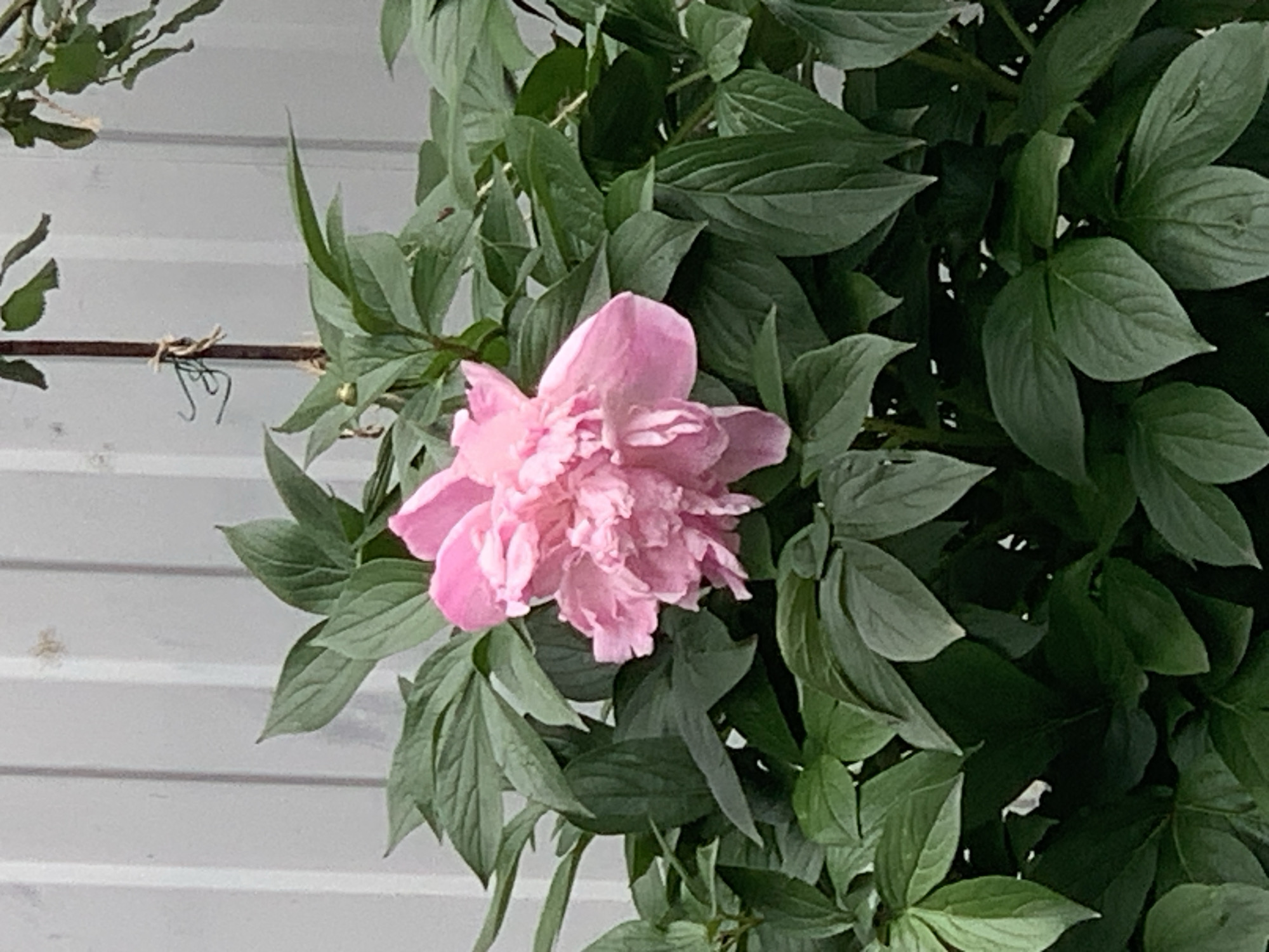 The image shows a pink peony flower in full bloom, surrounded by green leaves. The flower and foliage are positioned in front of a white horizontal-paneled wall. A horizontal support beam, secured with looped twine, is slightly visible to the upper left of the flower. The scene appears to be outdoors in natural light. Location: Unknown, Unknown.