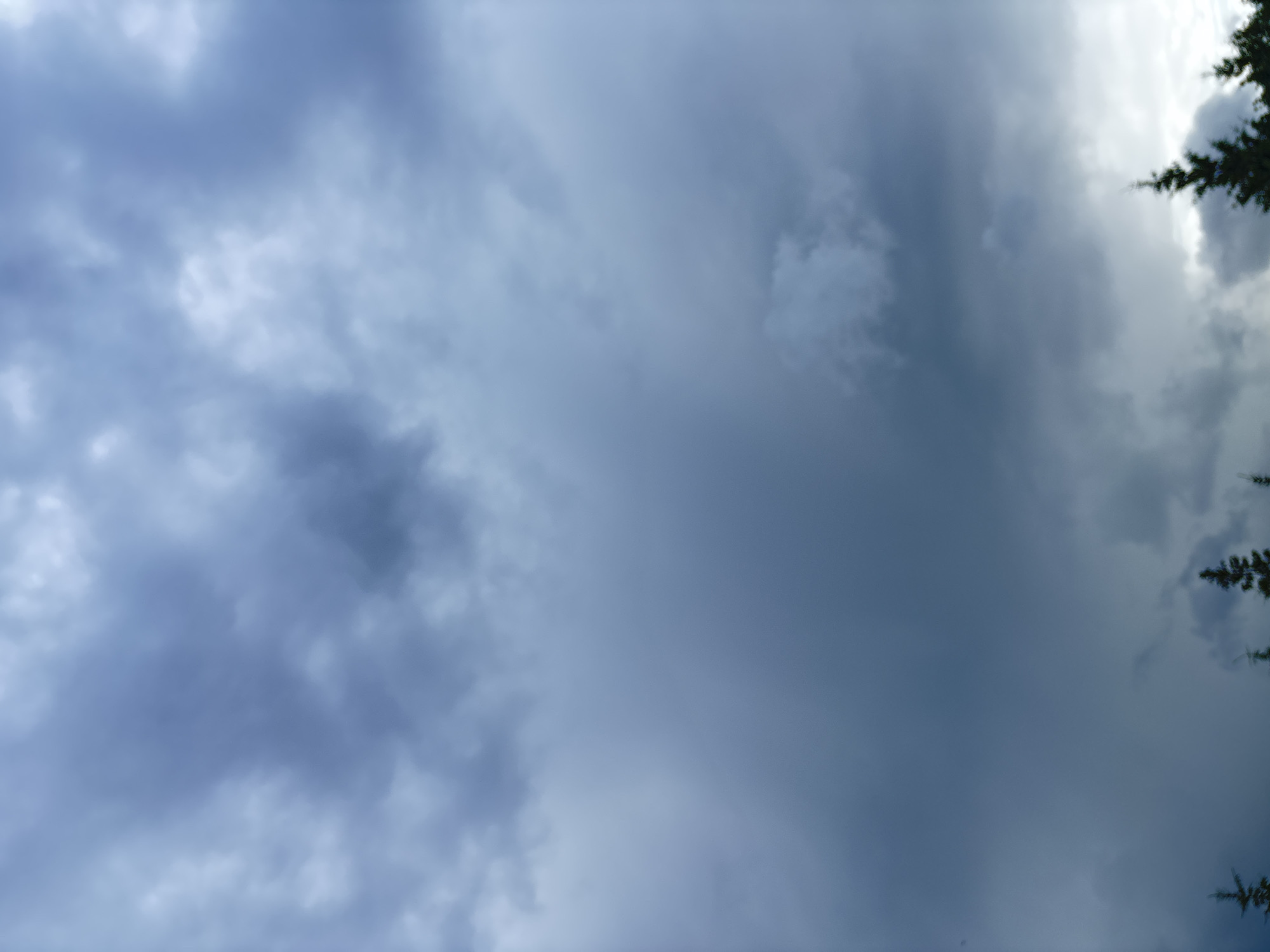 The image depicts a sky filled with dark, ominous clouds, suggesting an impending storm or inclement weather. The lower portion of the frame reveals the tops of several evergreen trees, silhouetted against the dramatic sky. The scene is devoid of any human presence or specific landmarks that would identify a precise location within the city of Ostrov, Russia. The overall impression is one of natural, potentially turbulent, atmospheric conditions.
