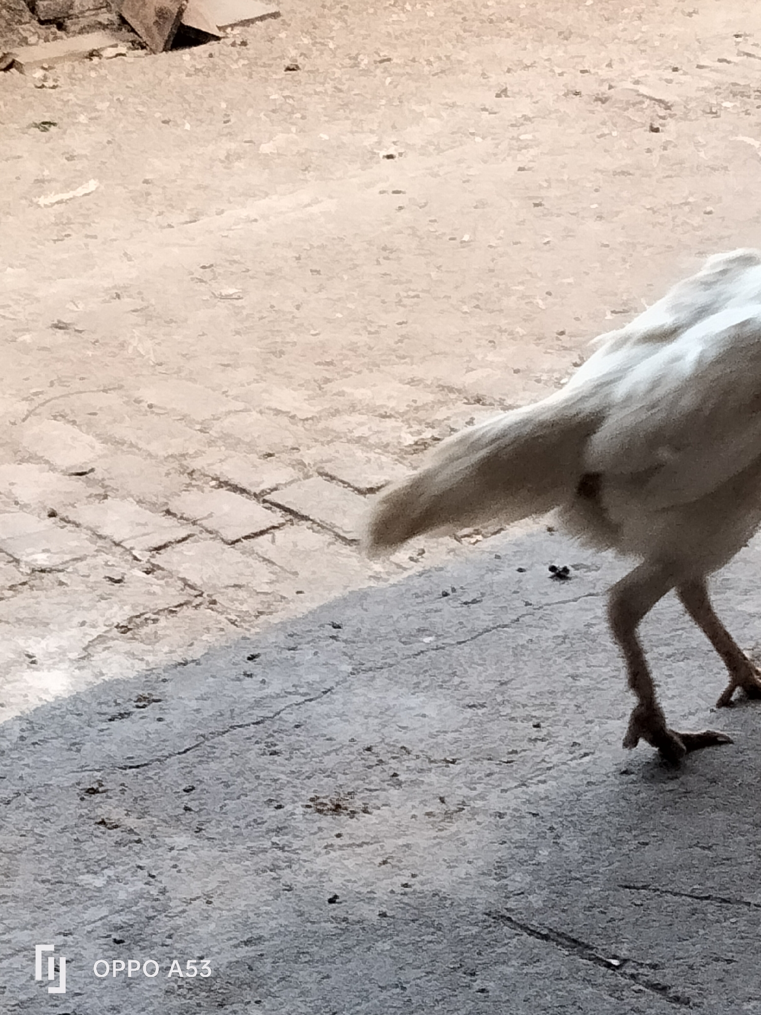 A partial view of a white chicken is captured from behind, facing away from the camera and towards the right. The chicken is standing on a concrete surface. In the background, there is a textured area that appears to be dirt or sand, with some scattered debris. A section of what looks like brickwork or paving stones is visible to the left of the chicken, leading into the dirt/sand area. The lighting suggests it is daytime, with shadows cast on the ground. The image includes a watermark in the bottom left corner that reads "OPPO A53". The scene appears to be an outdoor urban or semi-urban environment, possibly a courtyard or pathway. There are no people visible in the frame.