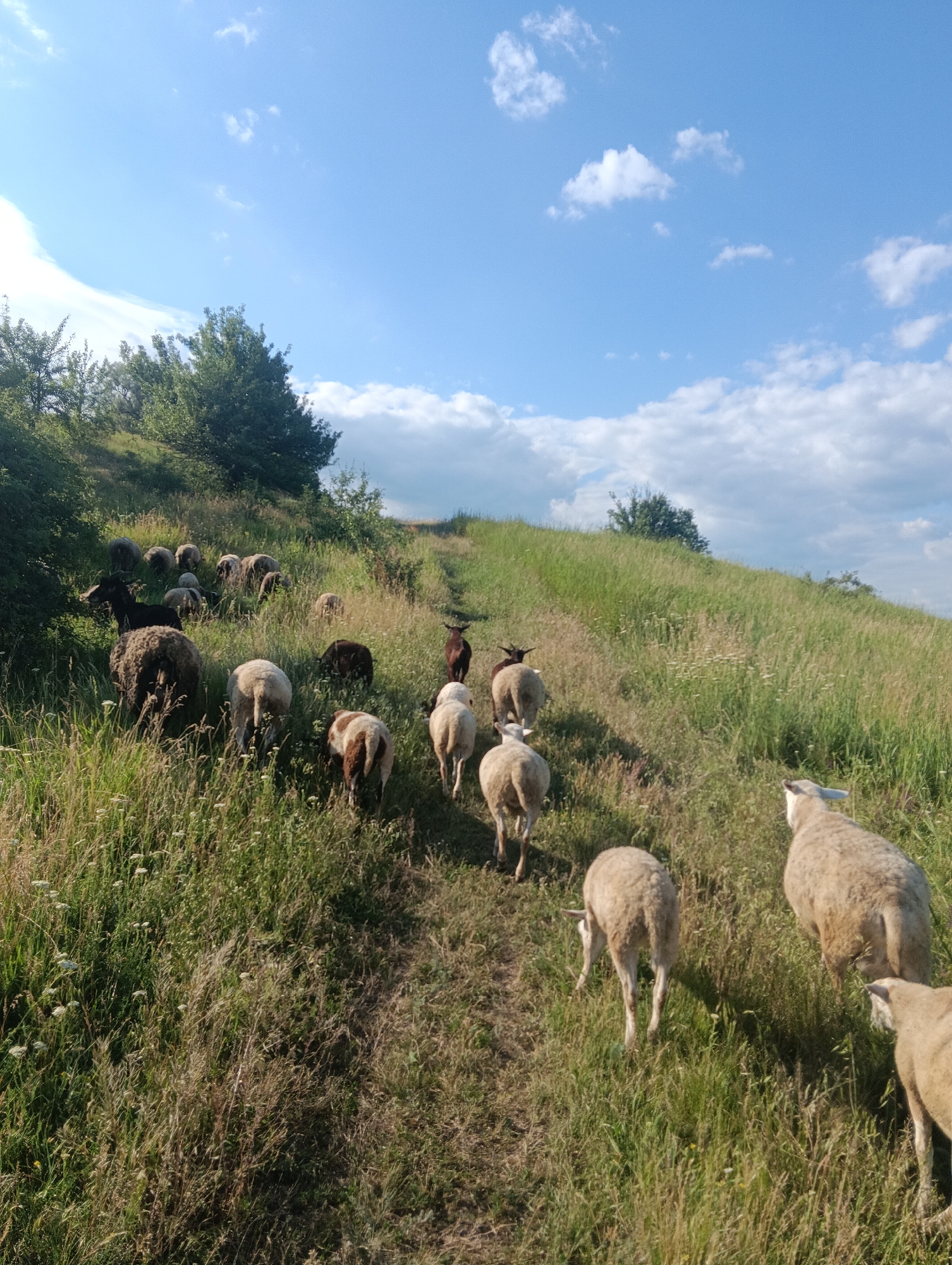 The image depicts a flock of sheep and a few goats grazing and walking on a grassy hillside under a bright blue sky with scattered white clouds. The terrain is uneven and covered in tall, green grass, with some patches of dry, yellowed grass. Trees and bushes are visible on the left side of the frame, forming a denser wooded area higher up the slope.
The sheep and goats are spread out across the hillside, some are grazing, while others are moving up the slope, following a faint dirt path. Their wool appears to be light brown and white, with a few darker-colored animals in the flock. The sunlight suggests it is daytime, likely late morning or early afternoon, given the brightness and clear sky. The overall impression is one of a peaceful, natural pastoral scene. There is no visible text in the image.