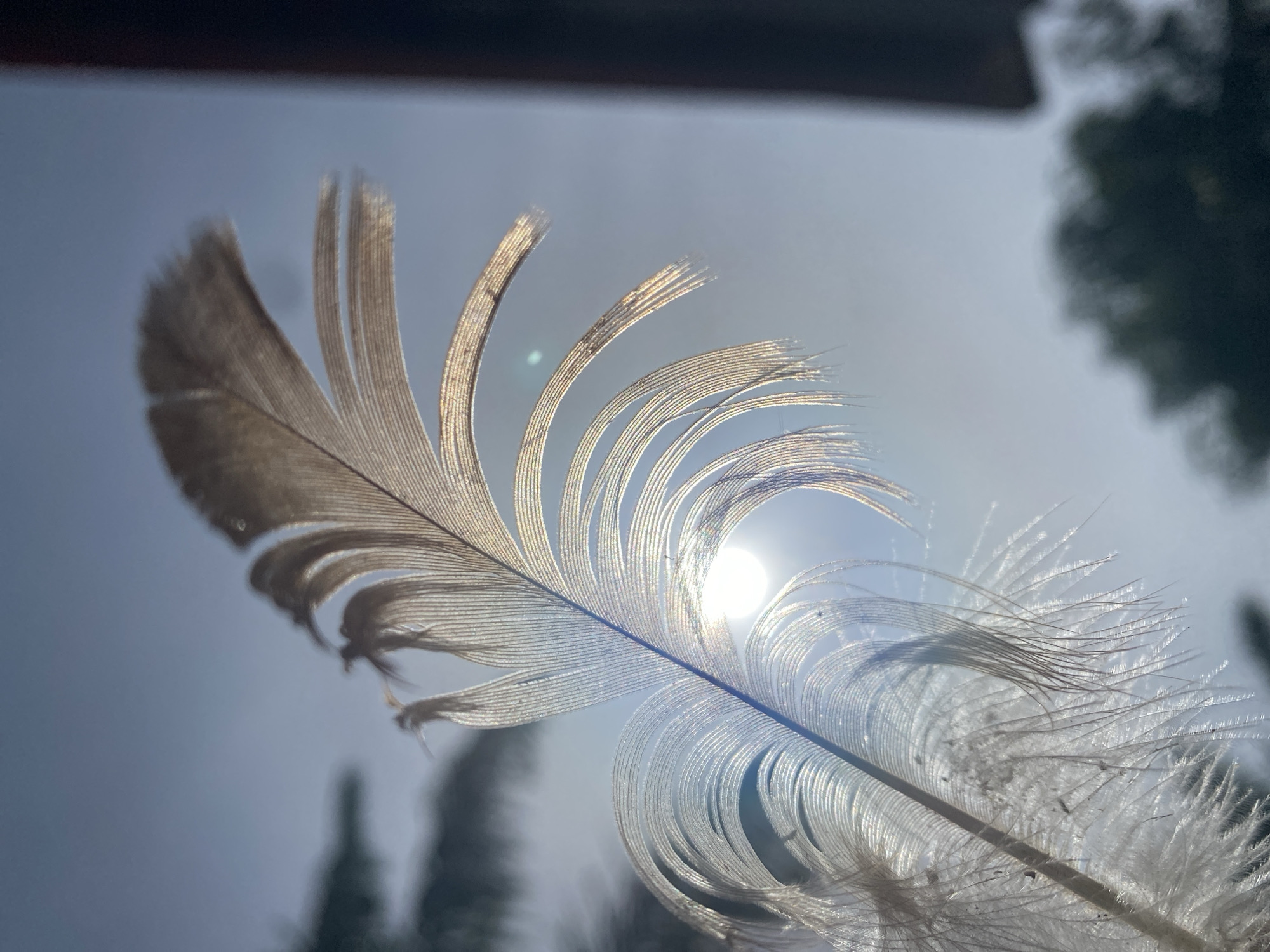 A backlit feather is held up against the sky. The sun is visible through the feather. Trees are blurred in the background. The location in the city of Maigizo, Nigeria is unknown.
