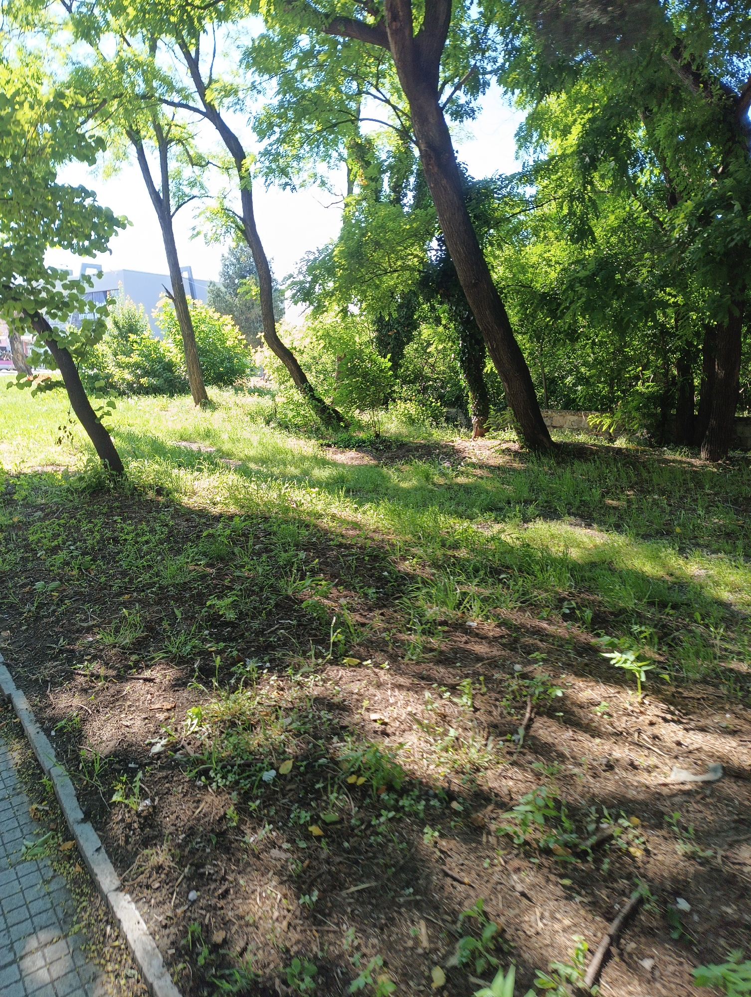 The image depicts a park area with several trees and grass, suggesting an outdoor recreational space. The foreground shows a paved walkway or sidewalk made of grey, square tiles, bordered by a concrete curb. Beyond the curb is a patch of soil with sparse green vegetation and fallen leaves. The middle ground features a sloped area covered in grass and more patches of soil, with sunlight filtering through the leaves of the trees, casting dappled shadows. Several trees of varying sizes are visible, with their trunks and branches dominating the scene. In the background, dense foliage forms a wall of green, with glimpses of a building with a light-colored, modern facade peeking through the trees on the left side. The overall environment appears to be a naturalistic setting within an urban context. No people or specific actions are captured in the image. The context of Karnobat, Bulgaria, is not visually evident from the image itself.