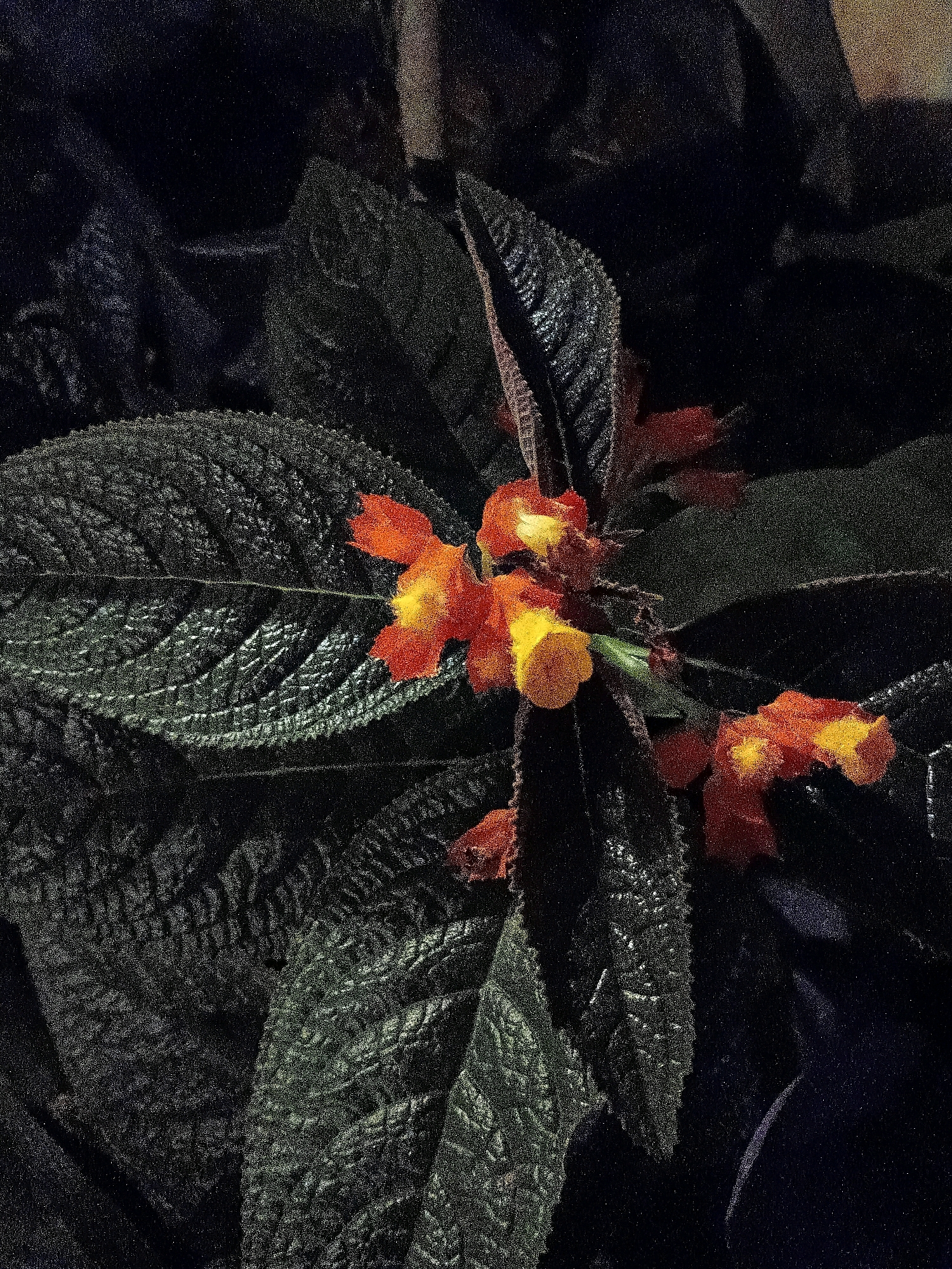 The image shows a close-up view of a plant with textured, dark green leaves and clusters of small, tubular orange and yellow flowers. The lighting is dim, with the background being very dark, suggesting an indoor setting or a night shot. There are no people or any other objects visible in the frame. The image is grainy, indicating a lower resolution or specific photographic technique. No specific location in Cikal, Indonesia, can be determined from the visual information provided.