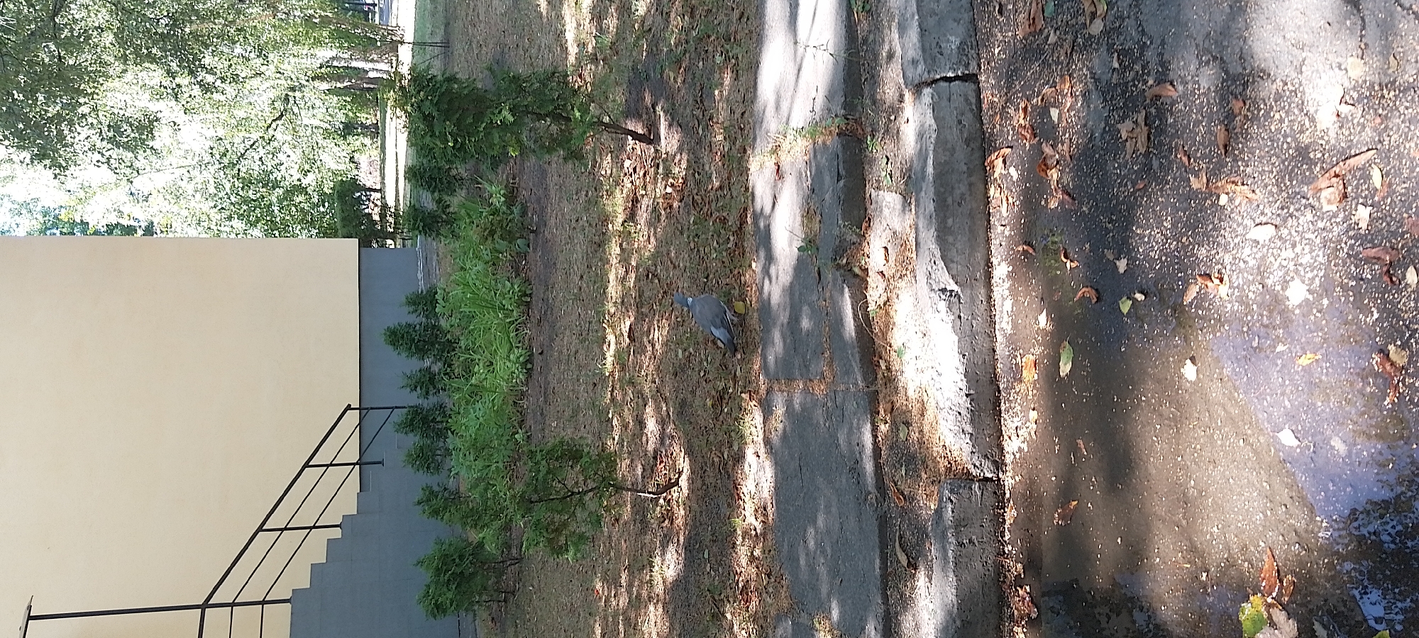 A gray pigeon is seen walking on the ground near a paved walkway and a patch of grass with small trees. In the background, there is a light-colored building with a dark railing and stairs. The scene appears to be outdoors in a park or courtyard setting in Cherkasy, Ukraine, with fallen leaves scattered on the ground.