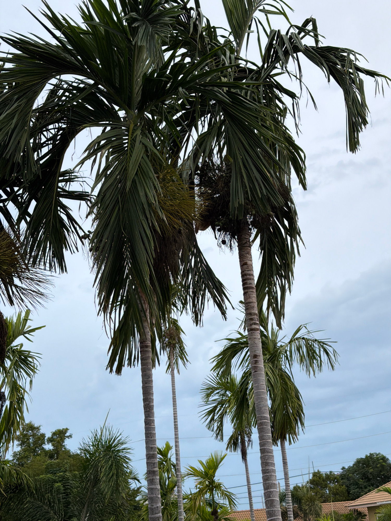 This is a low-angle, eye-level, medium shot of several tall palm trees with thin trunks and long, drooping fronds against a cloudy, overcast sky. The fronds are a deep green, some appearing dry and brittle. In the background, other palm trees and lush green foliage are visible, along with hints of buildings with terracotta roofs and power lines crisscrossing the sky. The overall scene suggests a tropical or sub-tropical location, possibly in Hua Hin City Municipality, Thailand, given the presence of palm trees and the architectural style of the visible buildings. There are no people or animals visible in the image. The lighting is diffused due to the cloudy sky, creating soft shadows.