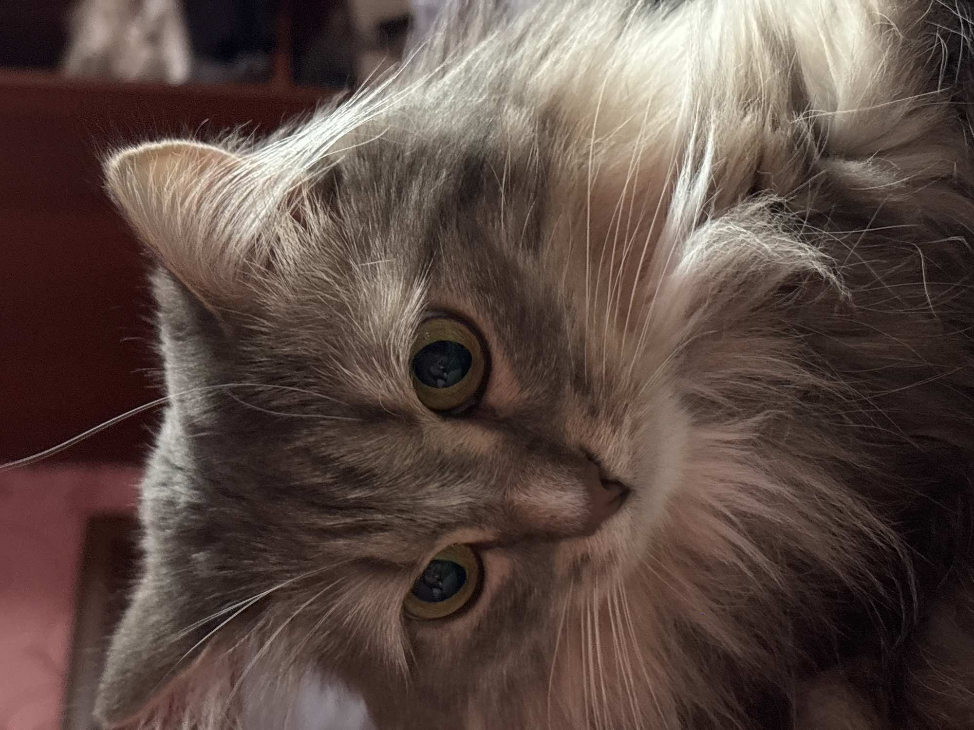 The image is a close-up, eye-level, portrait of a long-haired gray cat. The cat is looking slightly to its left with its ears perked and its green eyes wide open. Its fur is a mix of gray and lighter shades, with long white whiskers extending from its snout. The background is blurred, showing dark red and brown tones, suggesting an indoor setting. There is no discernible information about the location of this image in Perm, Russia.